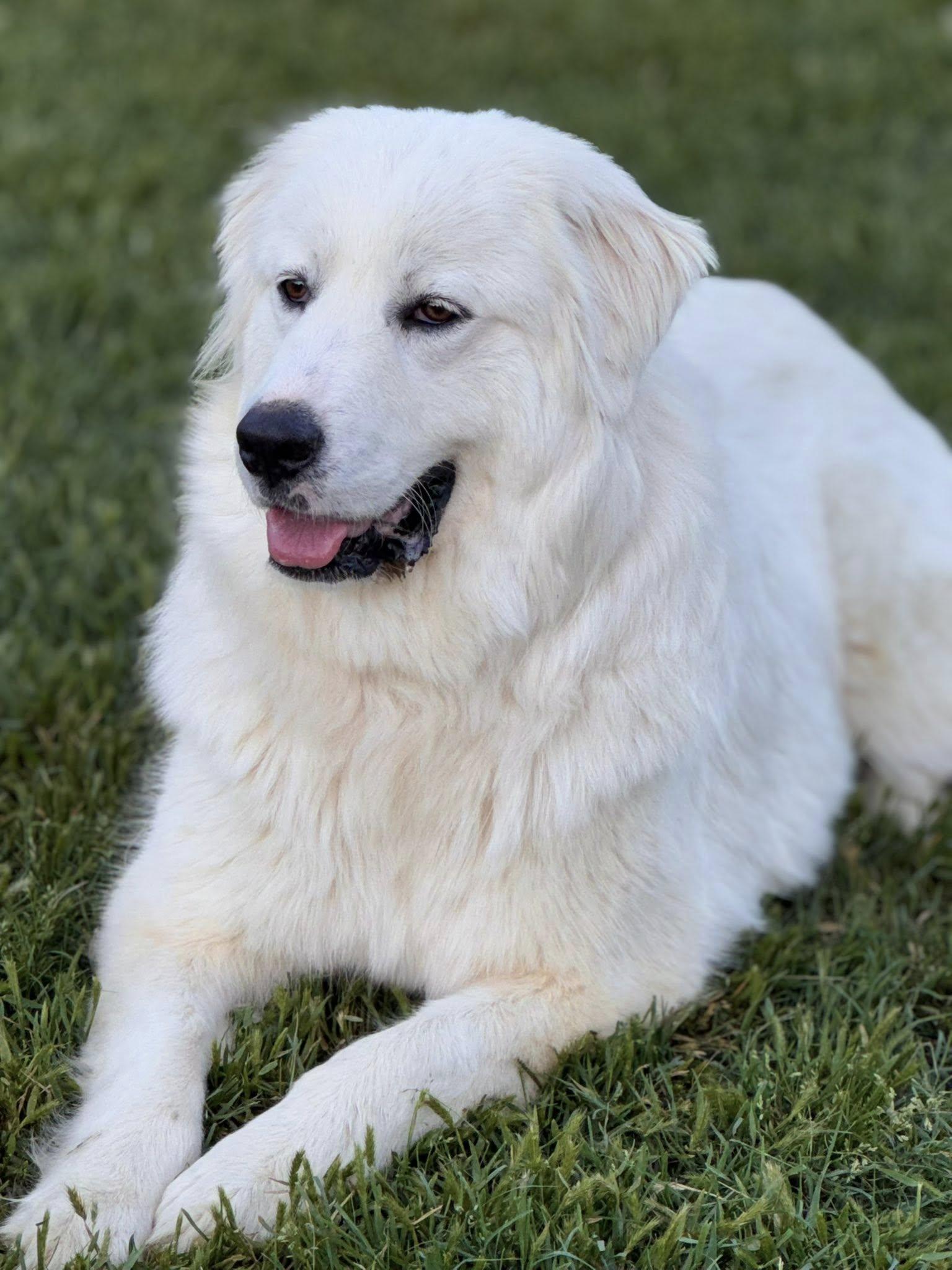 Louise, Adopted, Adult Female Great Pyrenees.