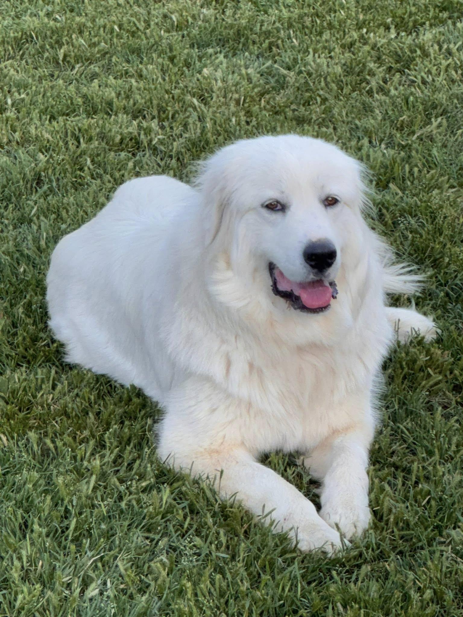 Louise, a Adopted Great Pyrenees in Garland, TX image 2/3