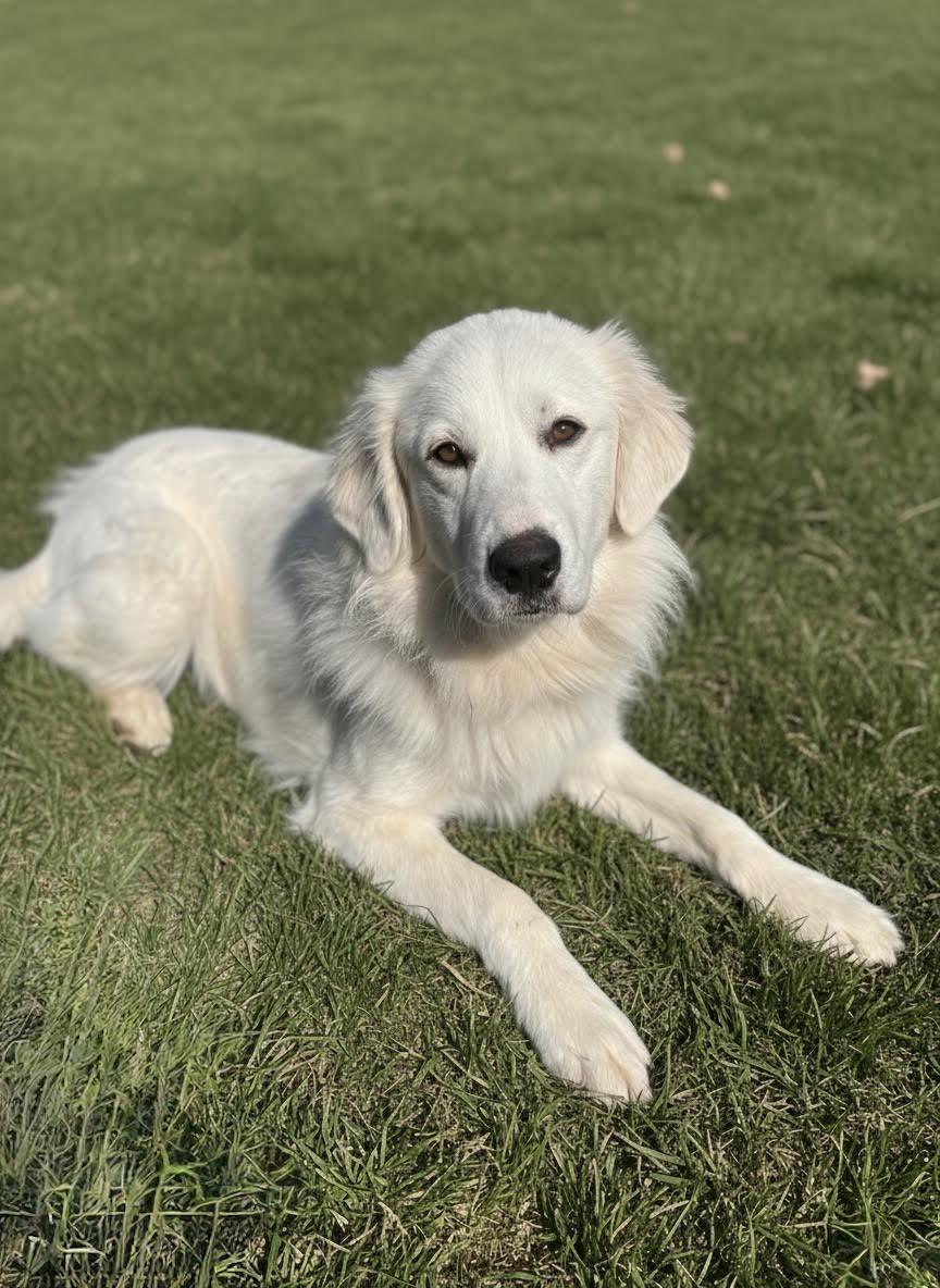 Lousie, Adoptable, Young Female Great Pyrenees.