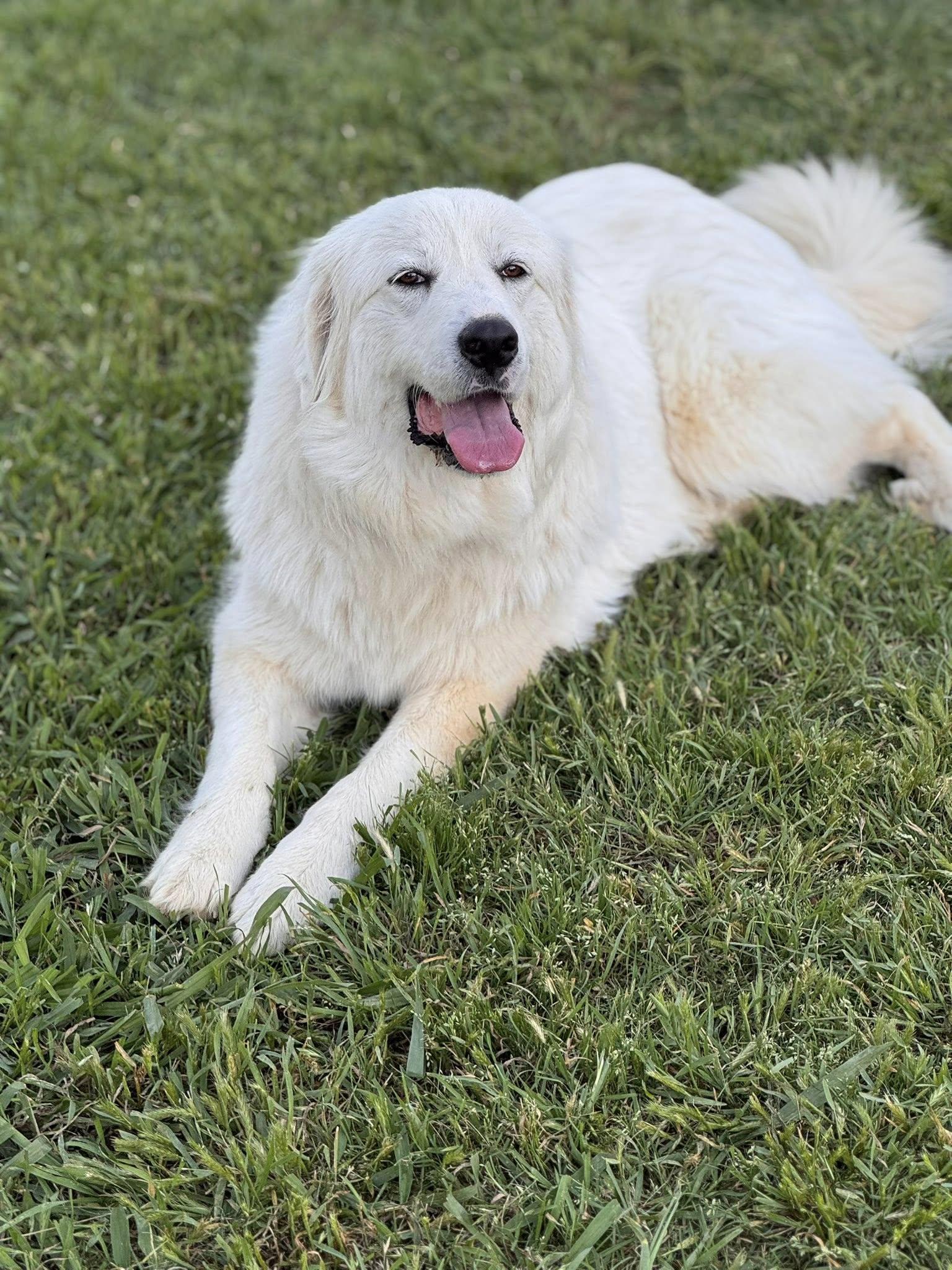 Louise, a Adopted Great Pyrenees in Garland, TX image 3/3