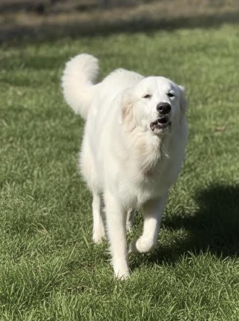 Enlarge Lousie, a Adoptable Great Pyrenees in Garland, TX image 2/3