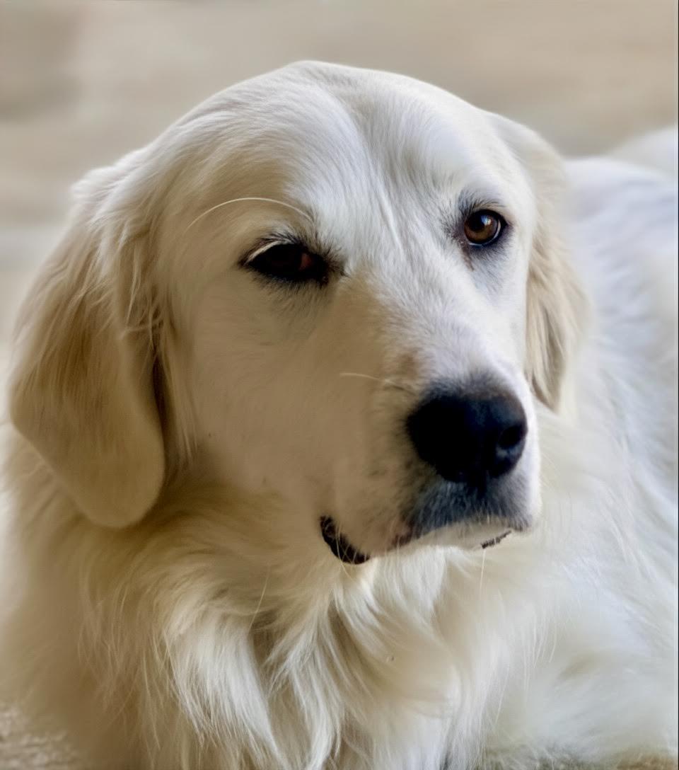 Enlarge Lousie, a Adoptable Great Pyrenees in Garland, TX image 3/3
