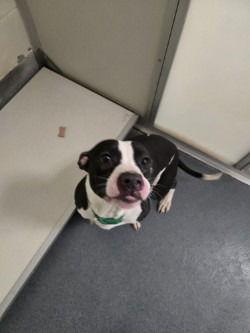 DA 2 Chess, Adoptable, Young Male Pit Bull Terrier.