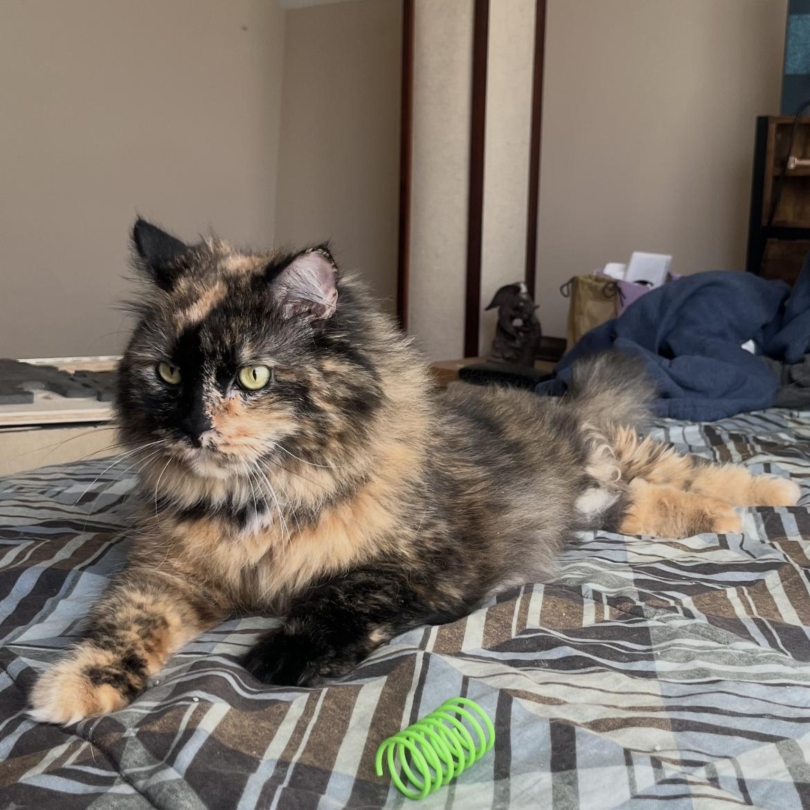 Enlarge Thea, a Adoptable mixed breed in Omaha, NE image 3/3