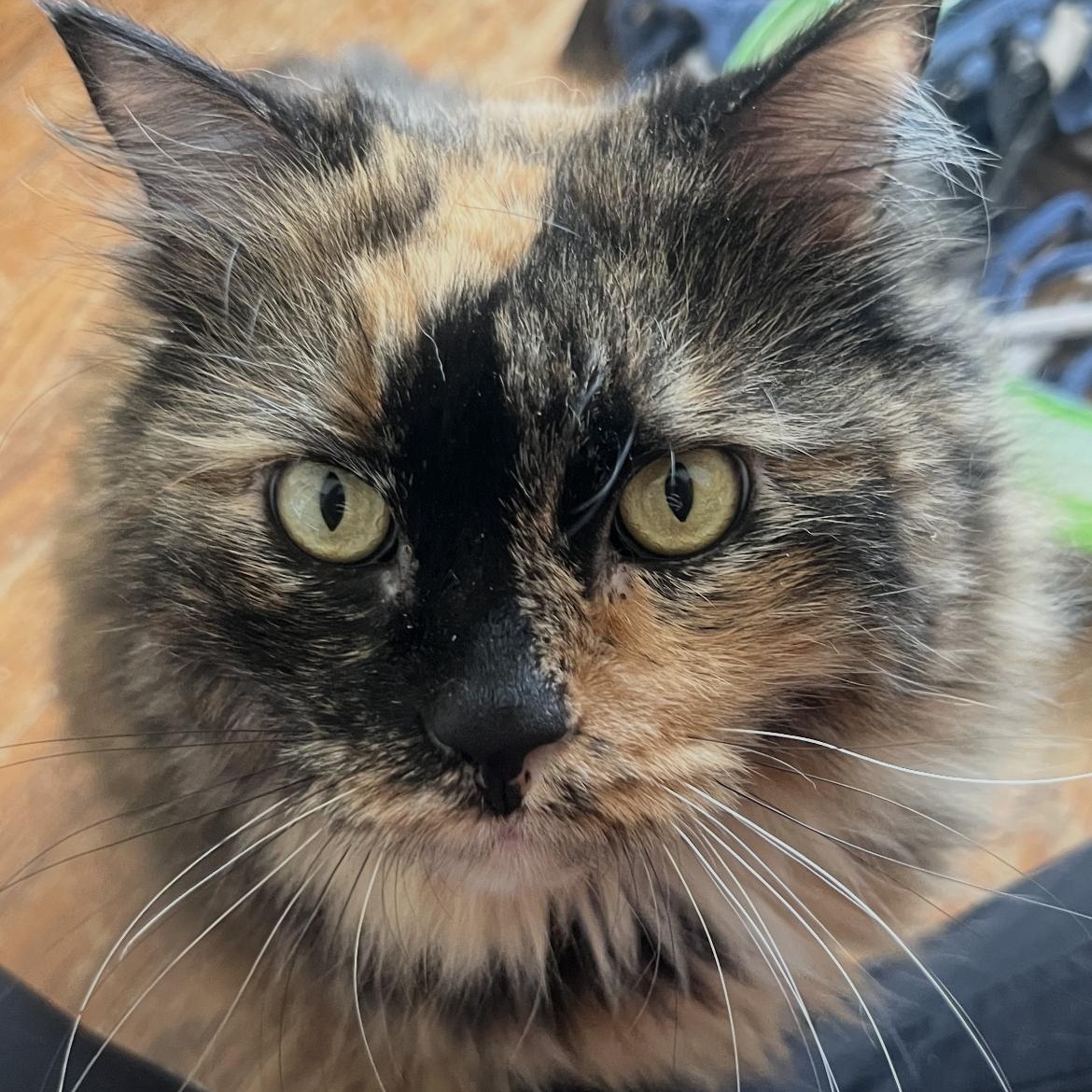 Enlarge Thea, a Adoptable mixed breed in Omaha, NE image 2/3