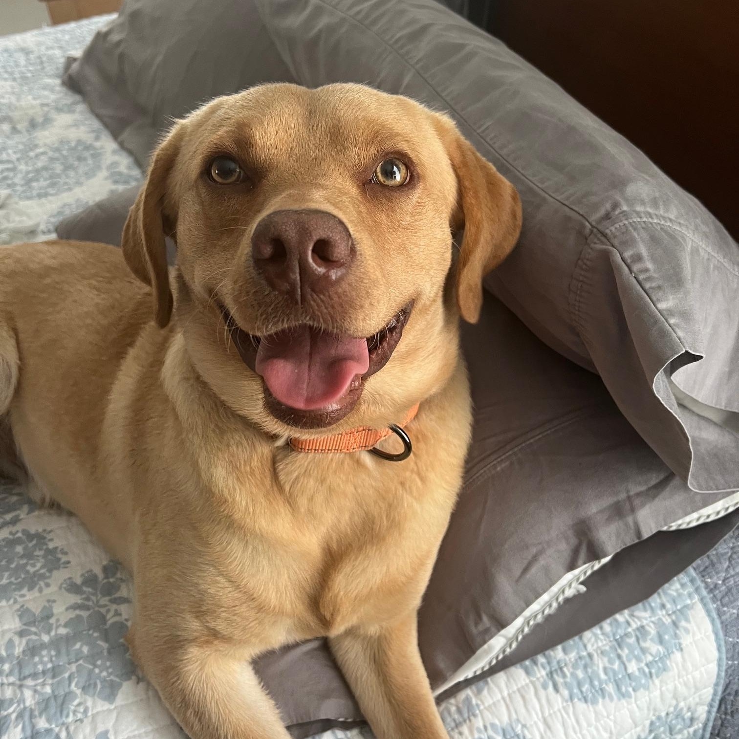 Dug, Adoptable, Young Male Labrador Retriever.