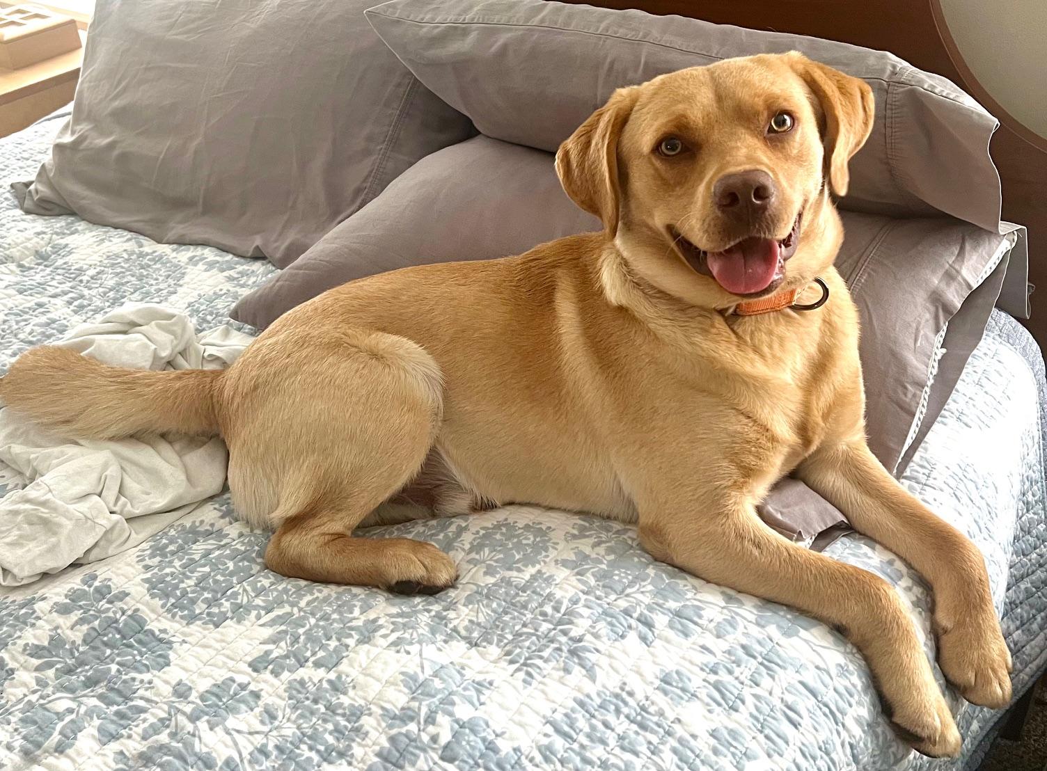 Enlarge Dug, a Adoptable mixed breed in Powell, OH image 2/4