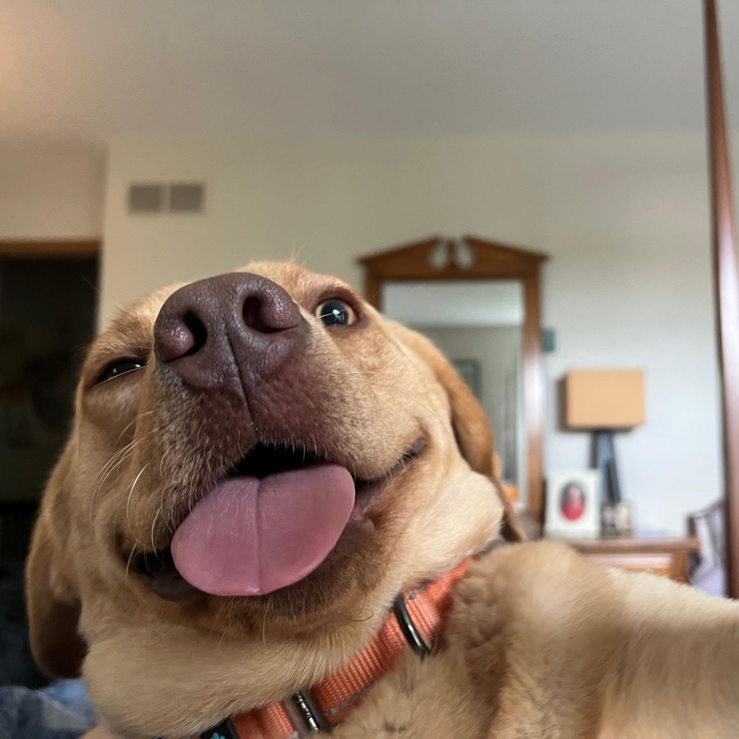 Enlarge Dug, a Adoptable mixed breed in Powell, OH image 3/4