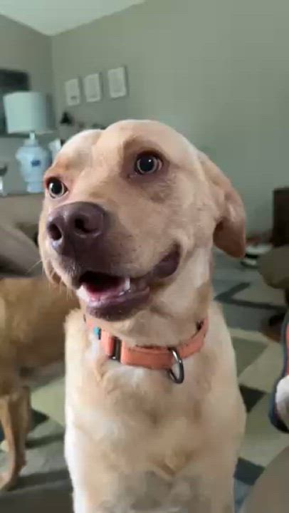 Enlarge Dug, a Adoptable mixed breed in Powell, OH video 4/4