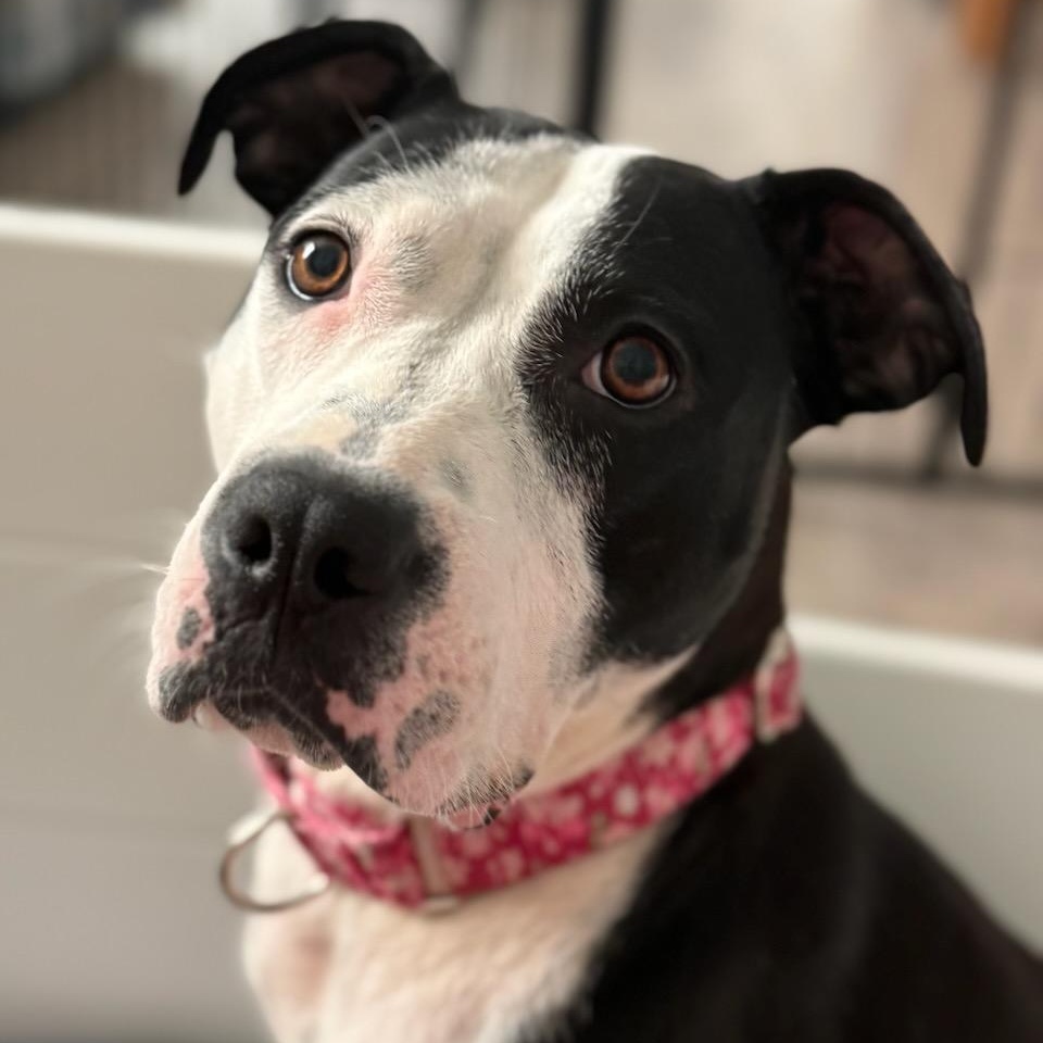 Priya, a ADOPTABLE mixed breed in Joliet, IL image 1/6