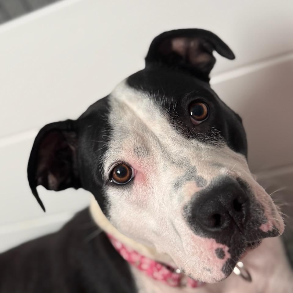 Priya, a ADOPTABLE mixed breed in Joliet, IL image 2/6