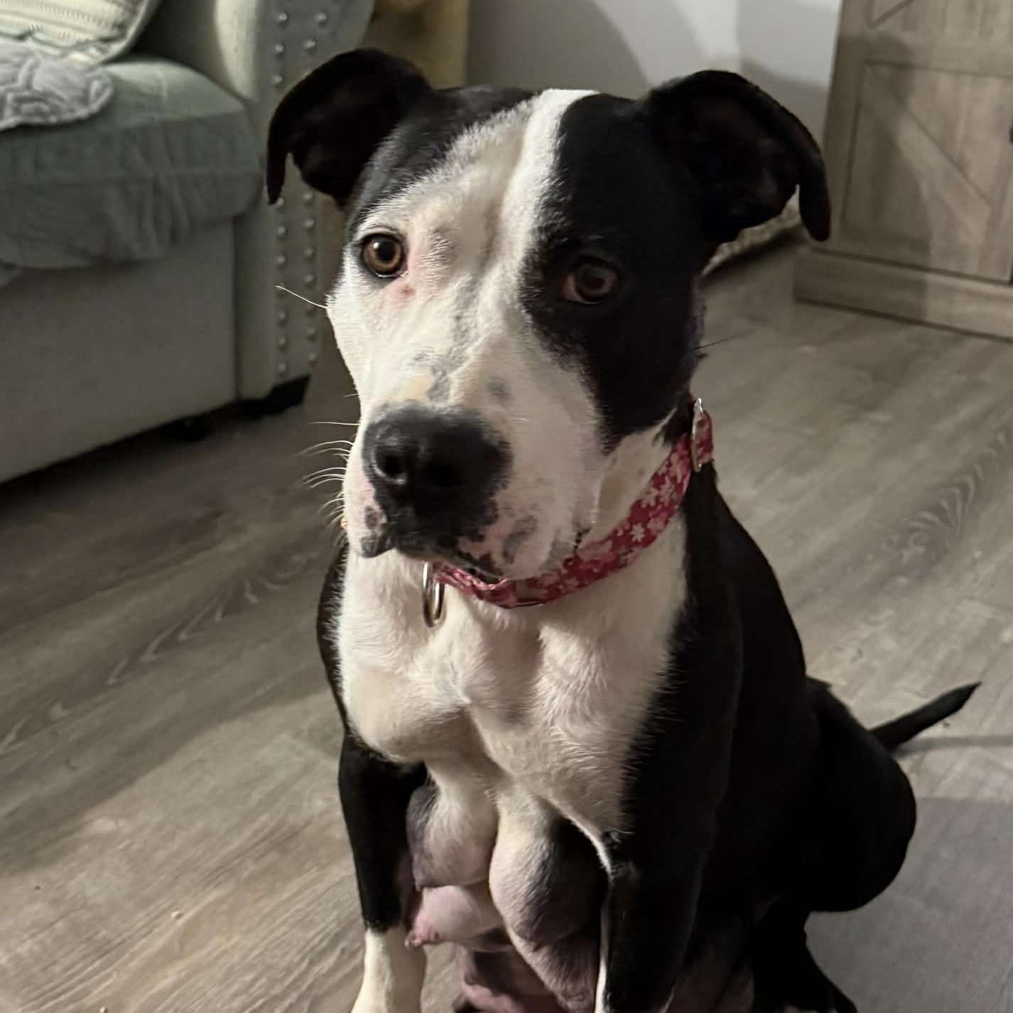 Priya, a ADOPTABLE mixed breed in Joliet, IL image 3/6