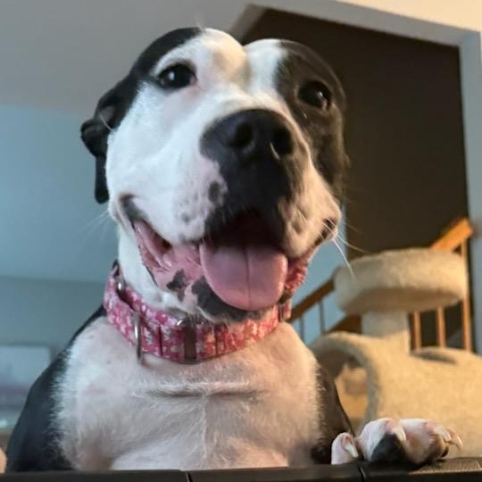 Priya, a ADOPTABLE mixed breed in Joliet, IL image 5/6