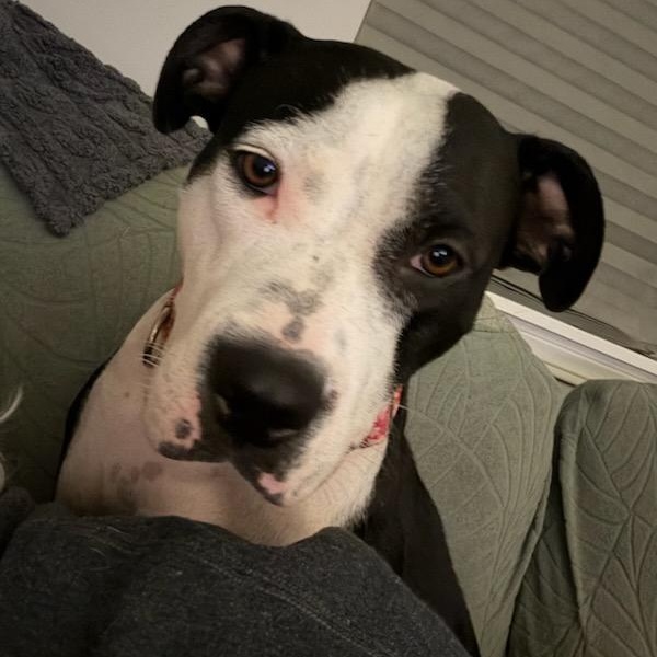Priya, a ADOPTABLE mixed breed in Joliet, IL image 6/6