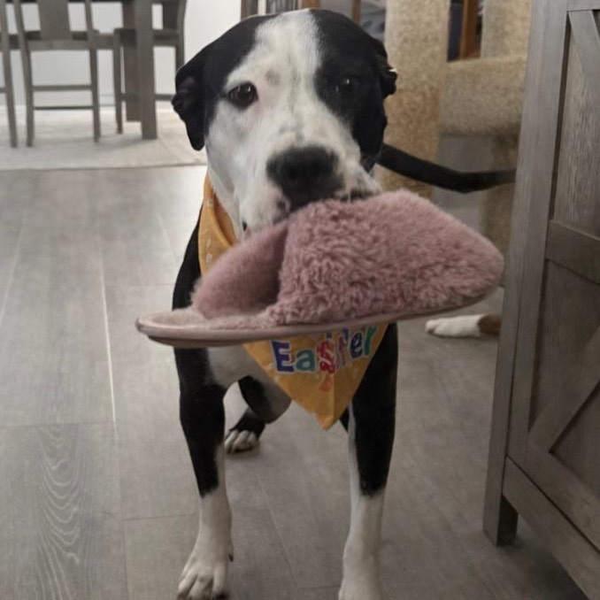 Priya, a ADOPTABLE mixed breed in Joliet, IL image 4/6