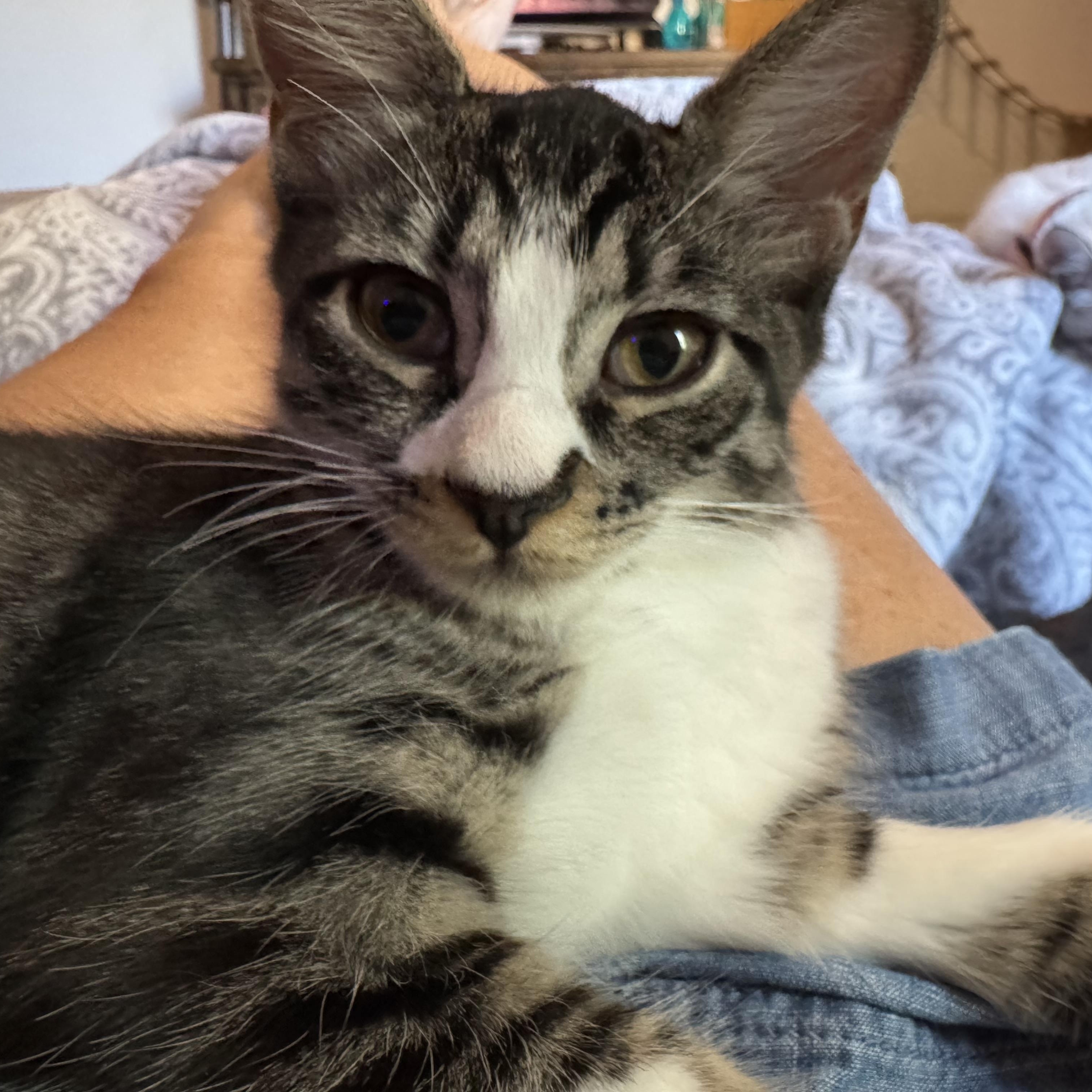 Bebe, an adoptable American Shorthair, Snowshoe in Austin, TX, 78759 | Photo Image 2