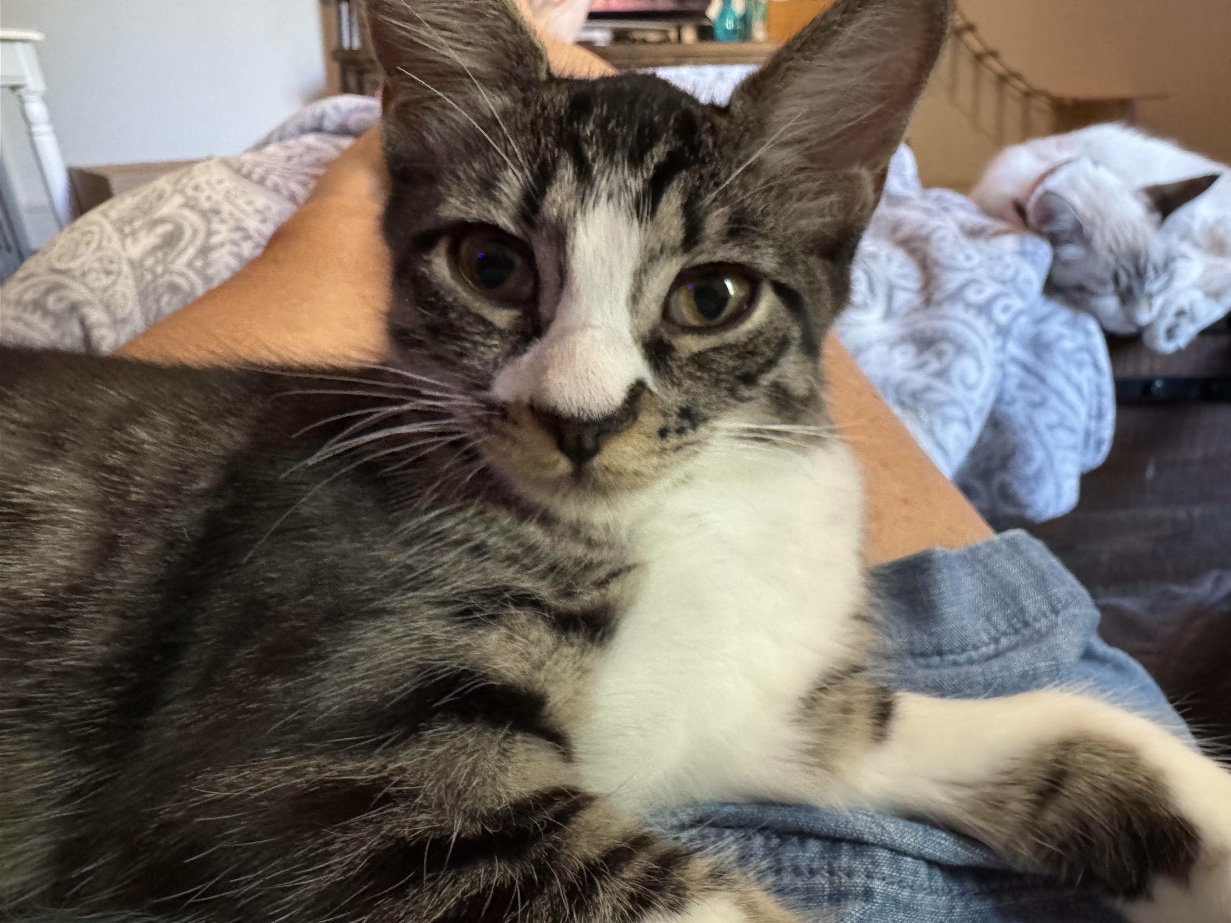 Bebe