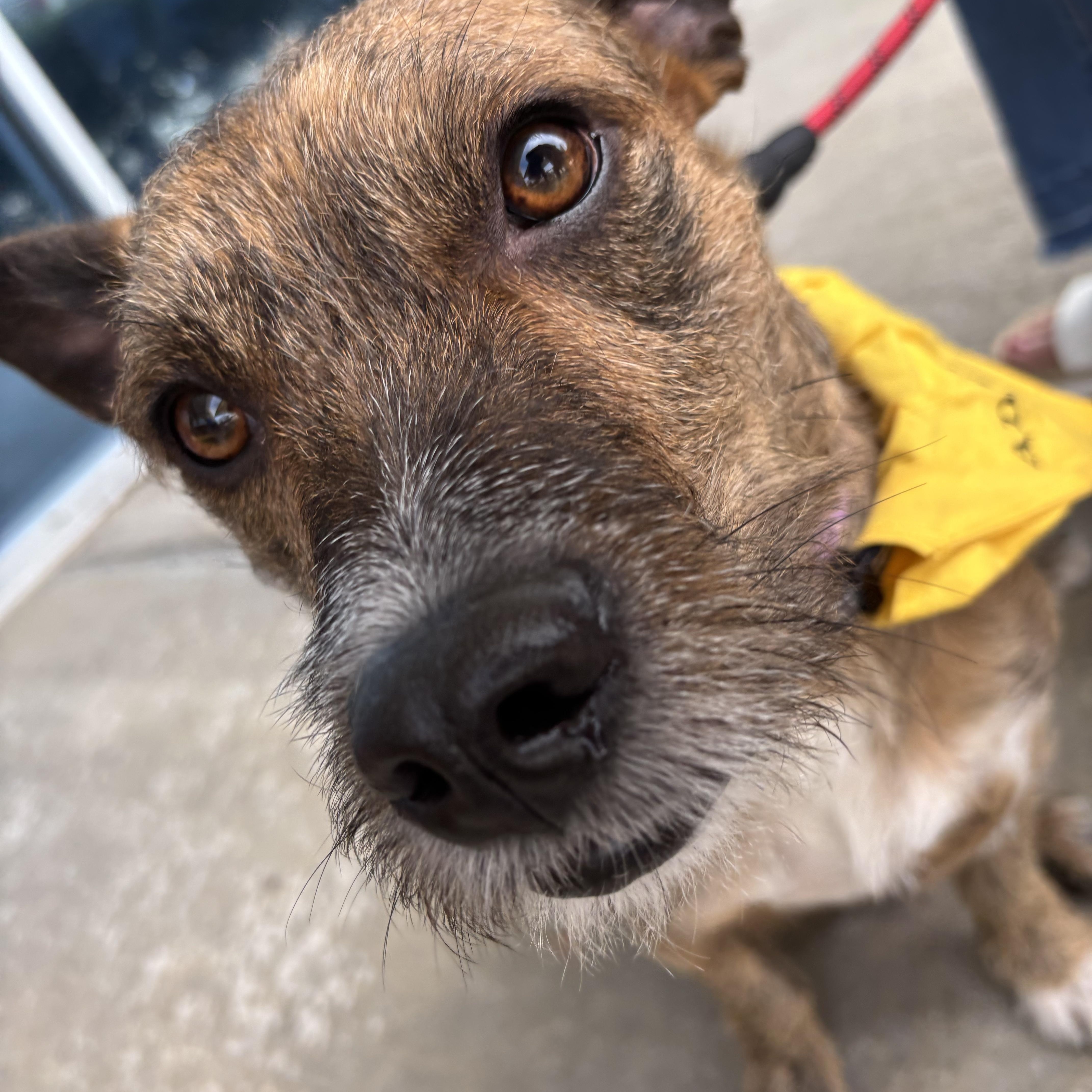Andy " Male Terrier Mix, No Tail! " 2