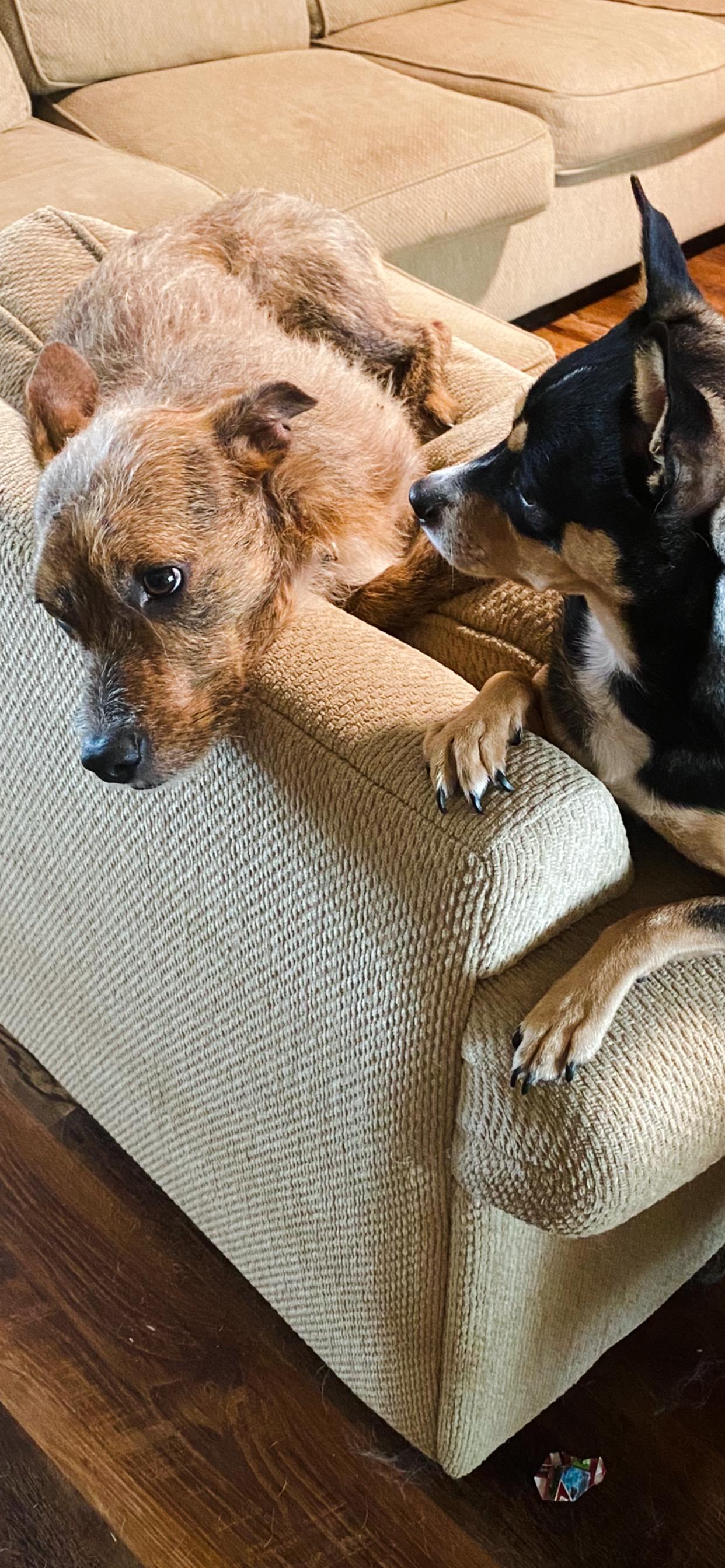 Andy " Male Terrier Mix, No Tail! " 4