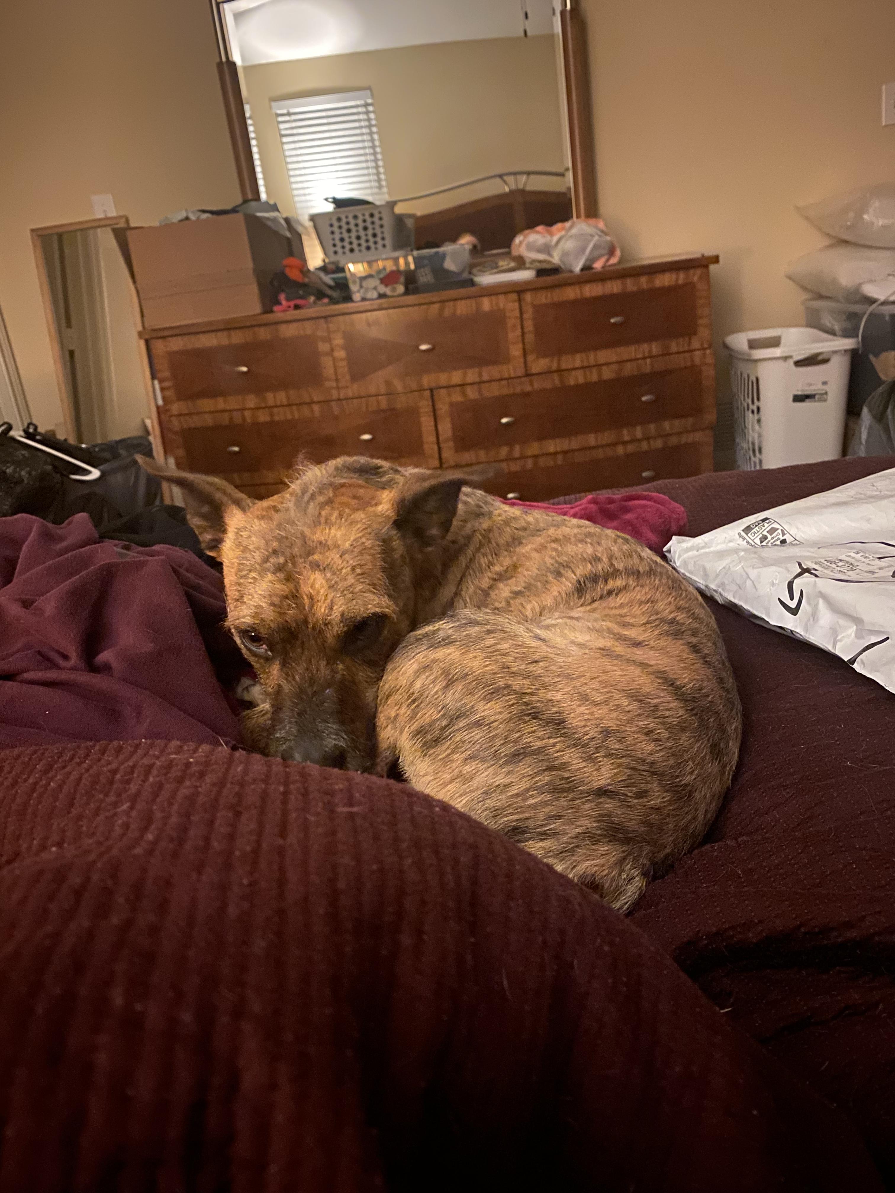 Andy " Male Terrier Mix, No Tail! " 5