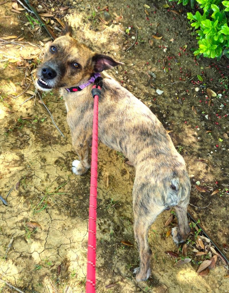 Andy " Male Terrier Mix, No Tail! " 3