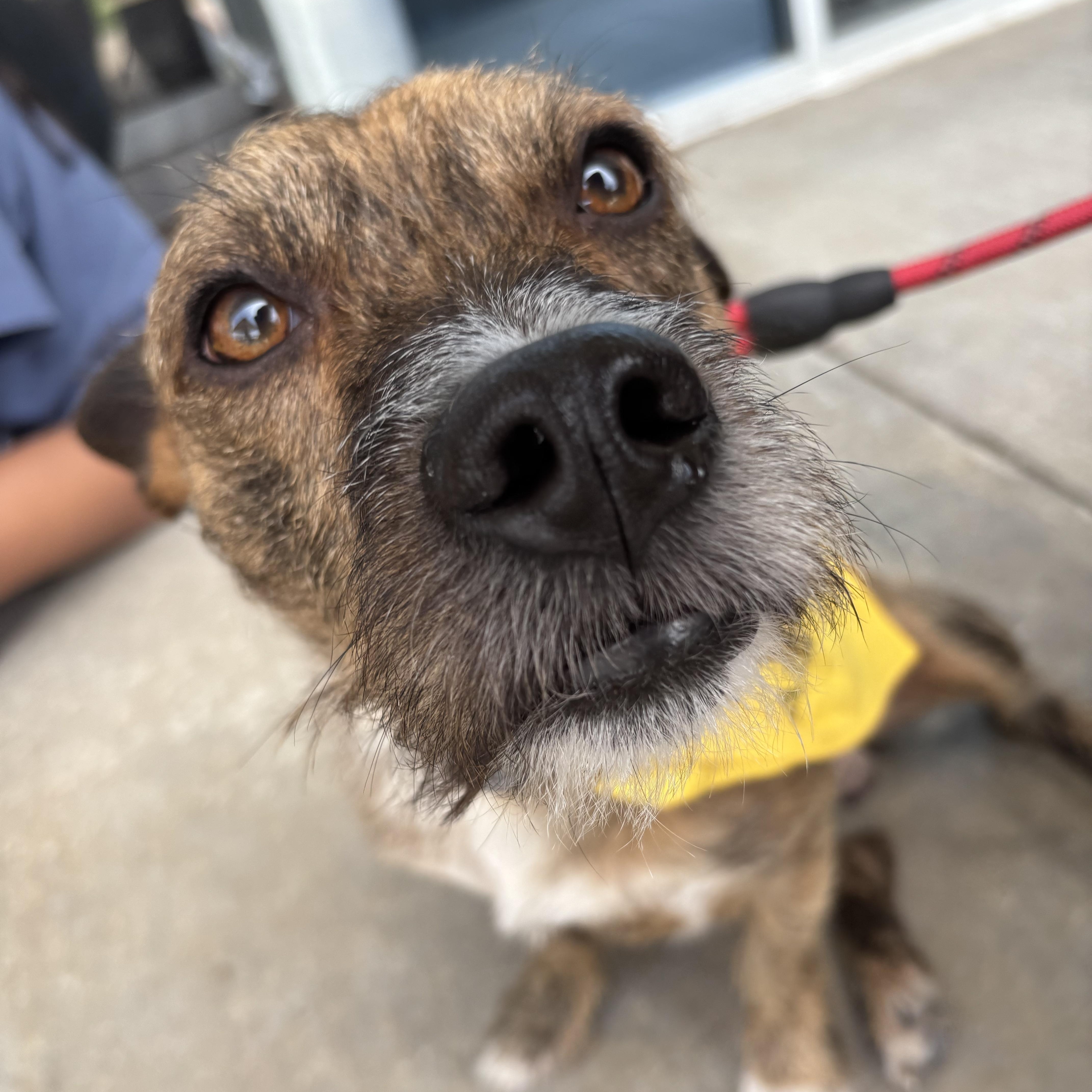 Andy " Male Terrier Mix, No Tail! "