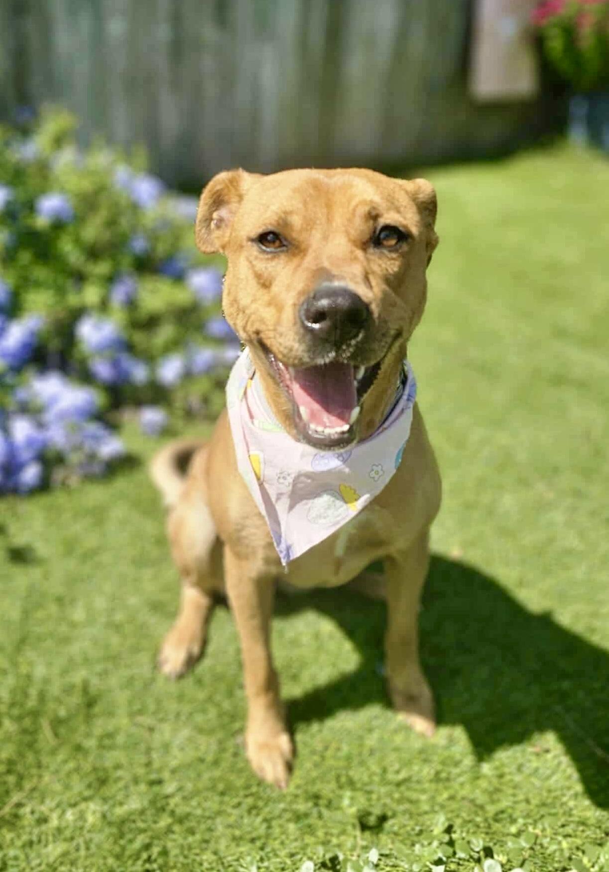 Enlarge Shelly, a Adoptable mixed breed in South Weber, UT image 6/6