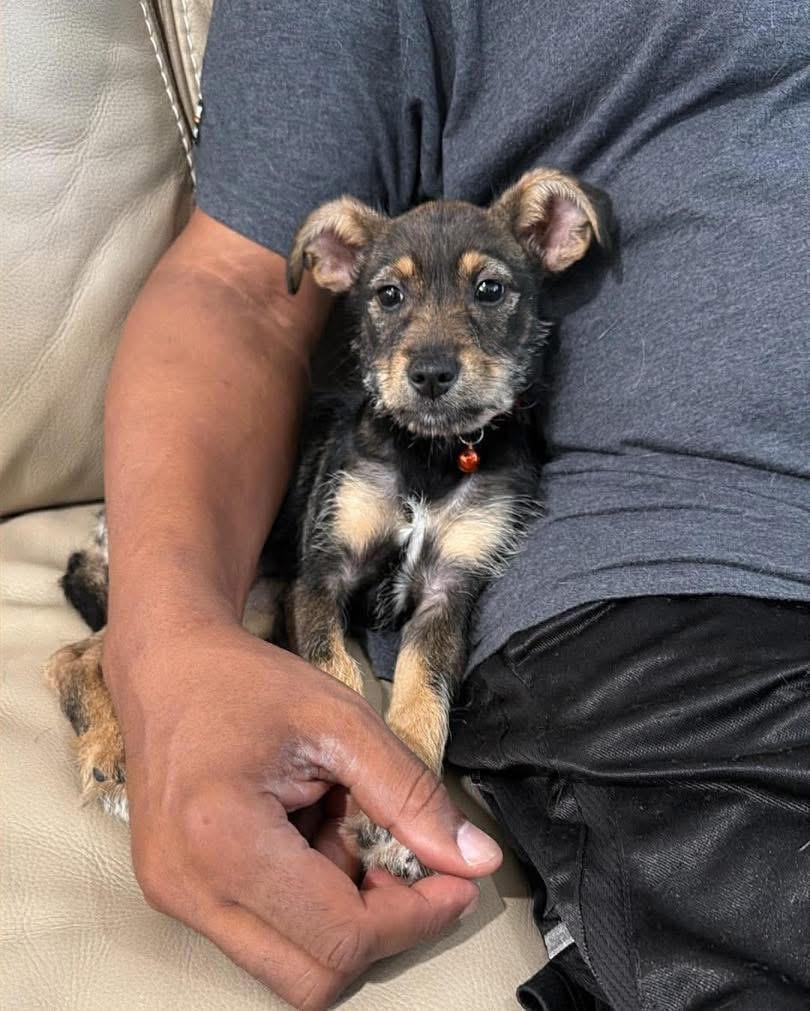 Patrick, adopted, Puppy Male Schnauzer.