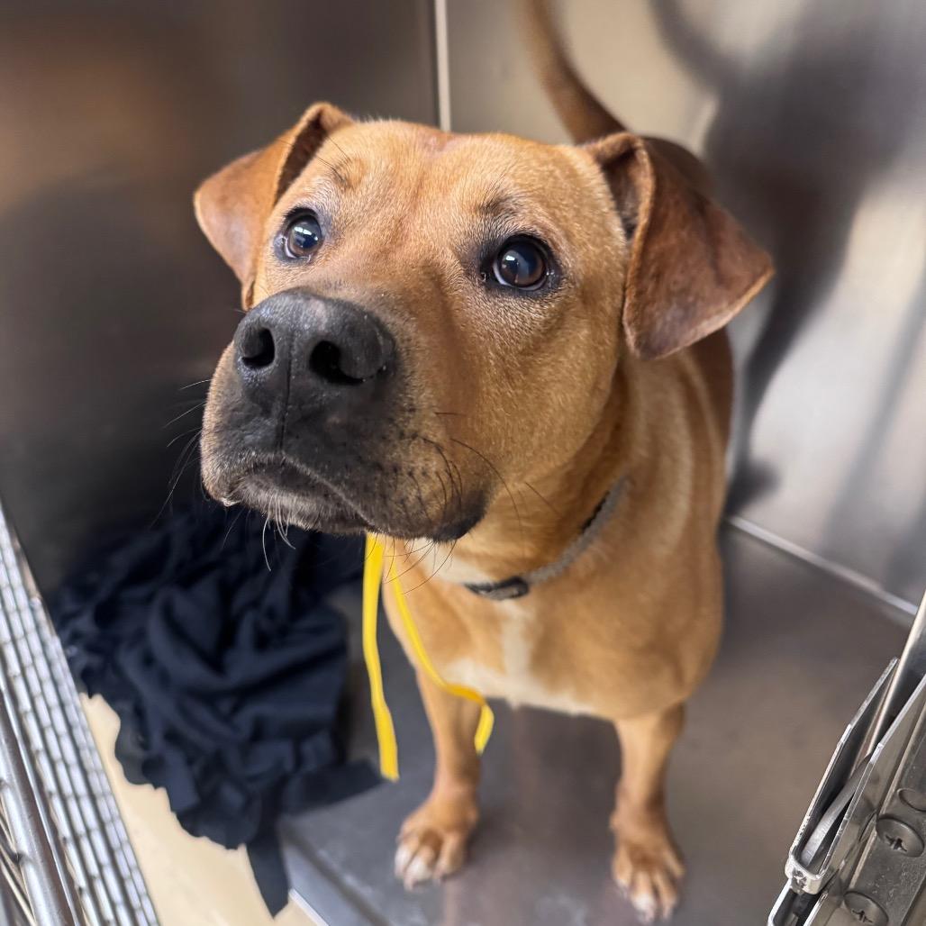Enlarge Professor, a Adoptable Mixed Breed in Winston-Salem, NC image 1/1