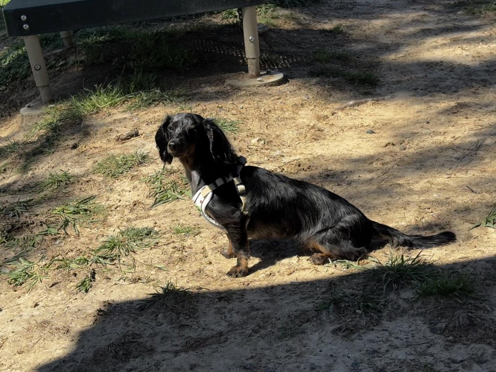 Winston, a Adopted Dachshund in Austin, TX image 1/3