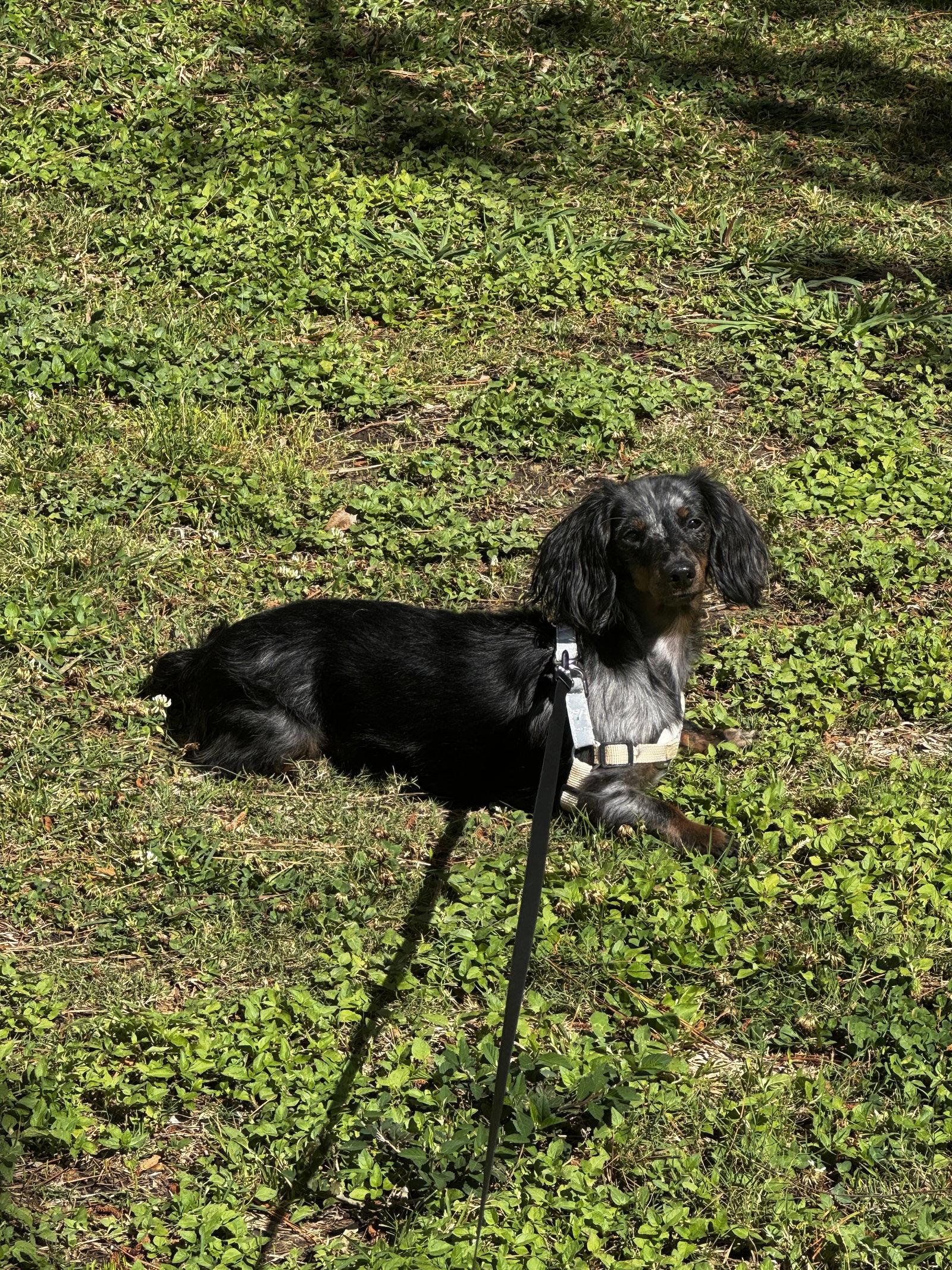 Winston, a Adopted Dachshund in Austin, TX image 2/3