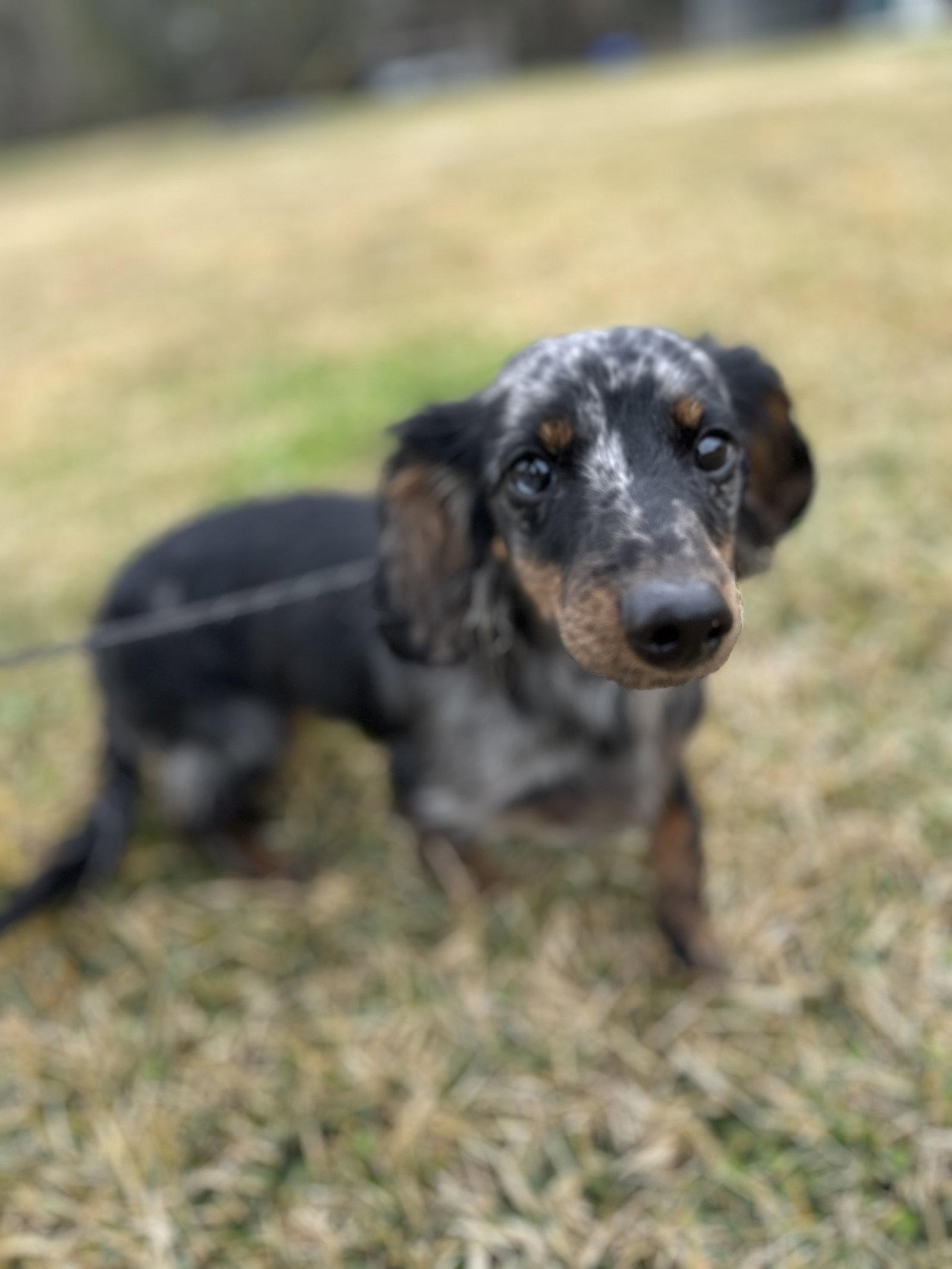 Winston, a Adopted Dachshund in Austin, TX image 3/3