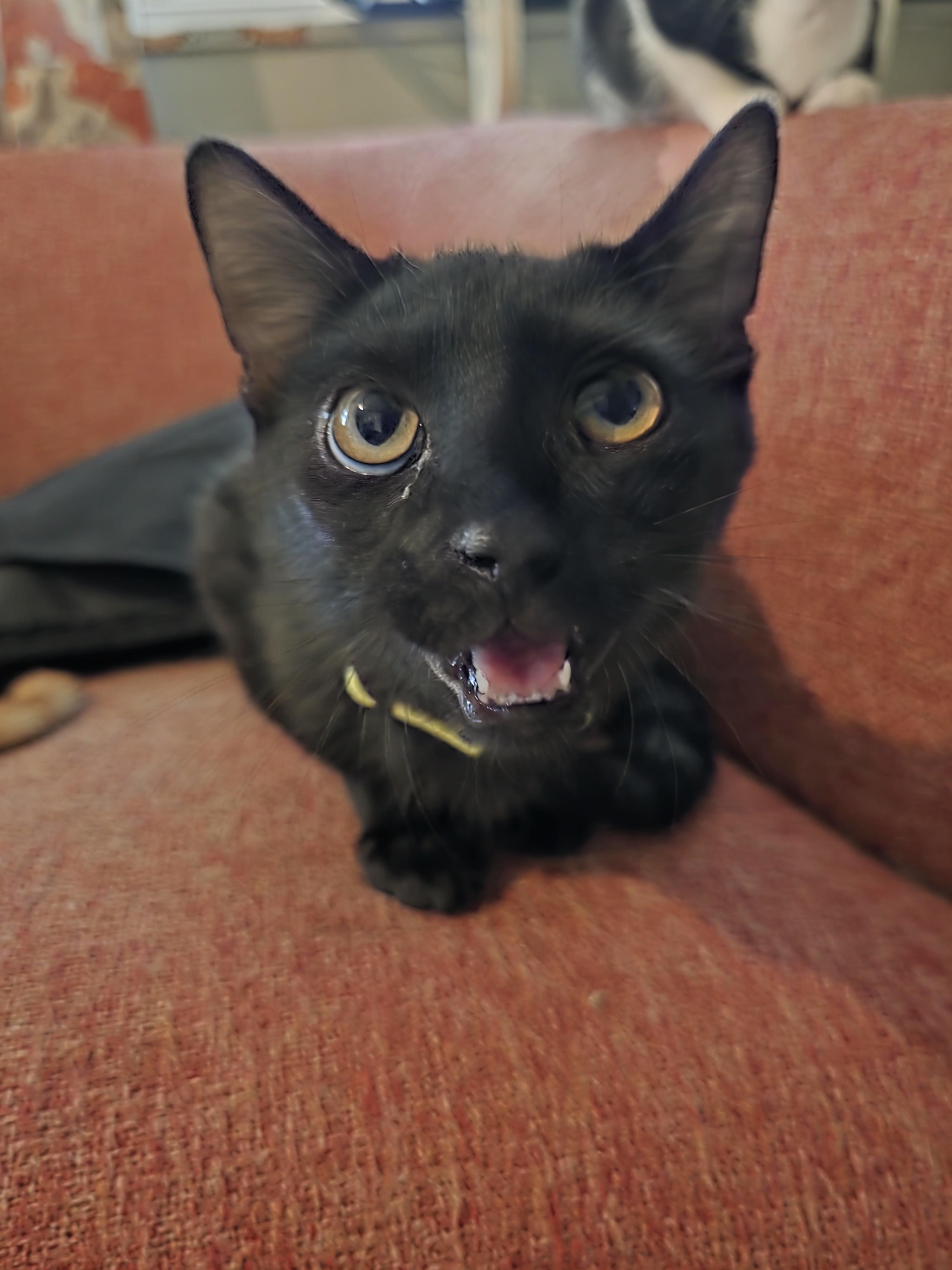 Matt, an adoptable Domestic Short Hair in Maitland, FL image 2/4