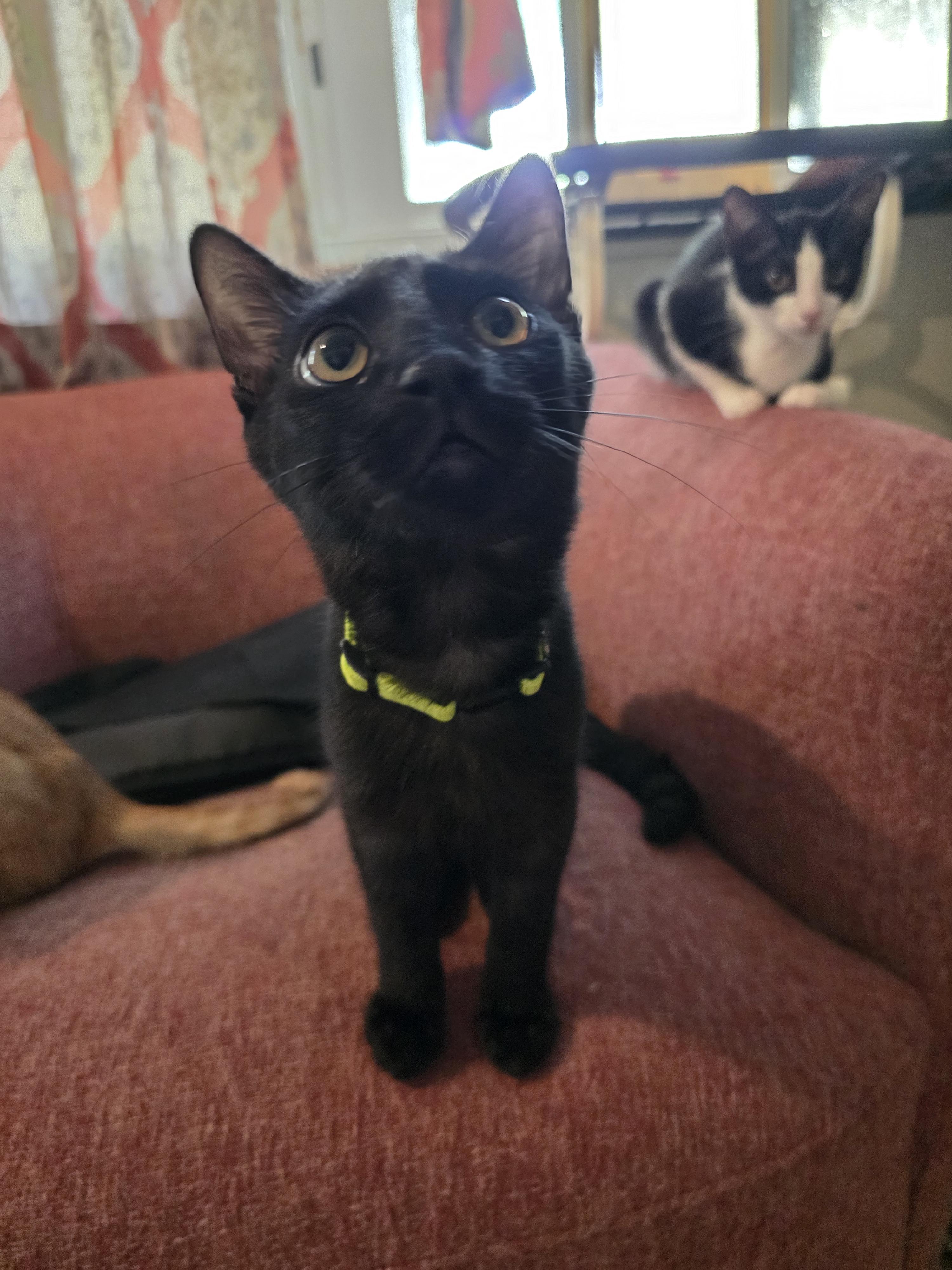 Matt, adoptable, Kitten Male Domestic Short Hair.