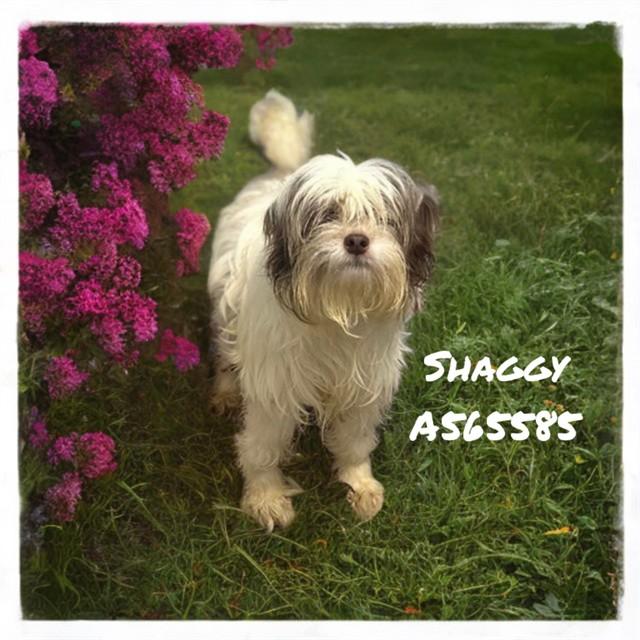 Enlarge SHAGGY, a Adoptable mixed breed in Huntsville, AL image 1/1