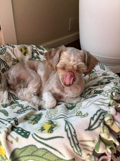 Enlarge Chloe, a Adoptable mixed breed in Pleasanton, CA image 2/3