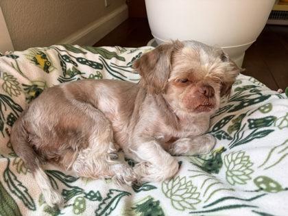 Enlarge Chloe, a Adoptable mixed breed in Pleasanton, CA image 3/3