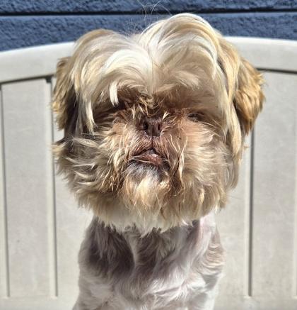Chloe, Adoptable, Senior Female Mixed Breed & Mixed Breed.