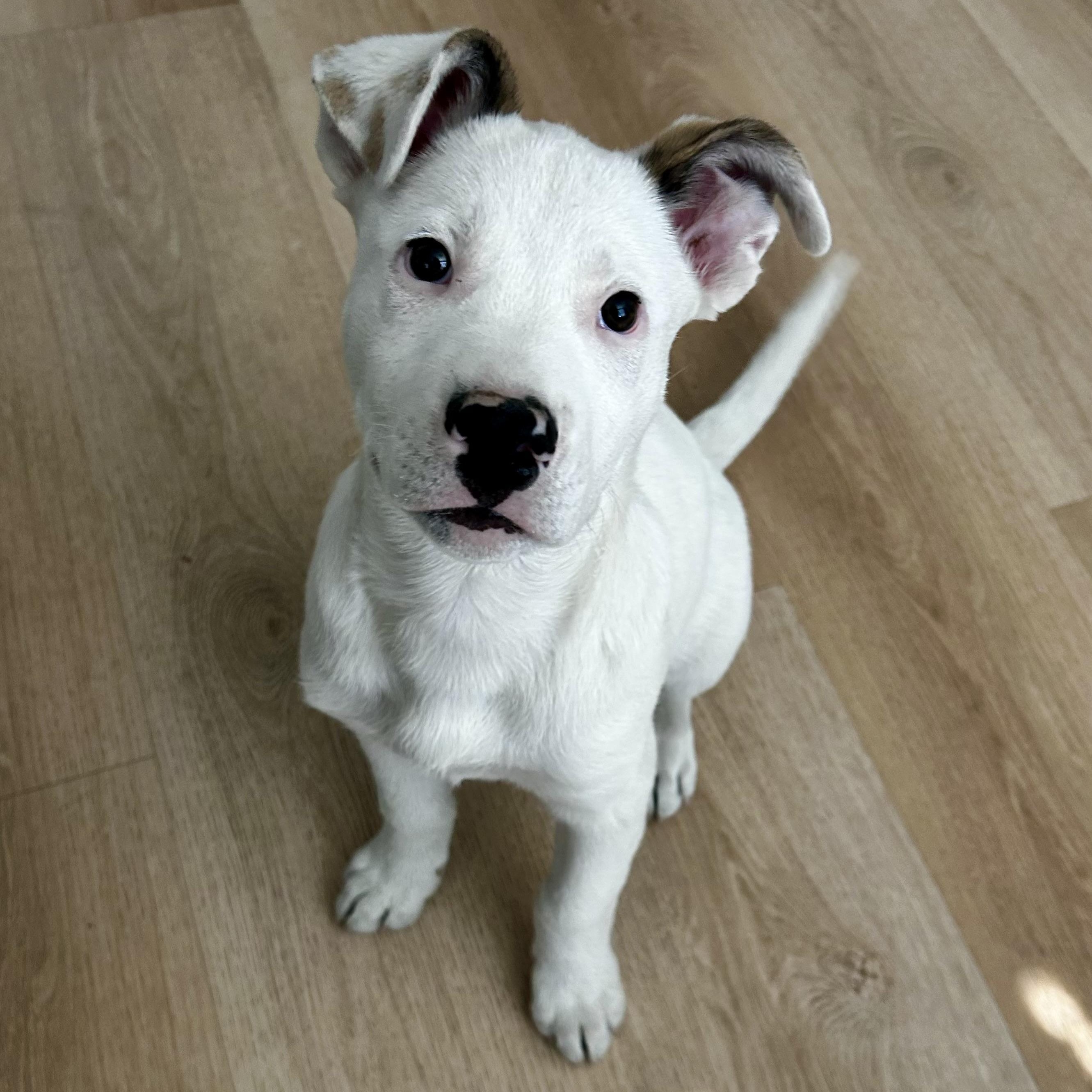 Koopa, adoptable, Puppy Male Mixed Breed.
