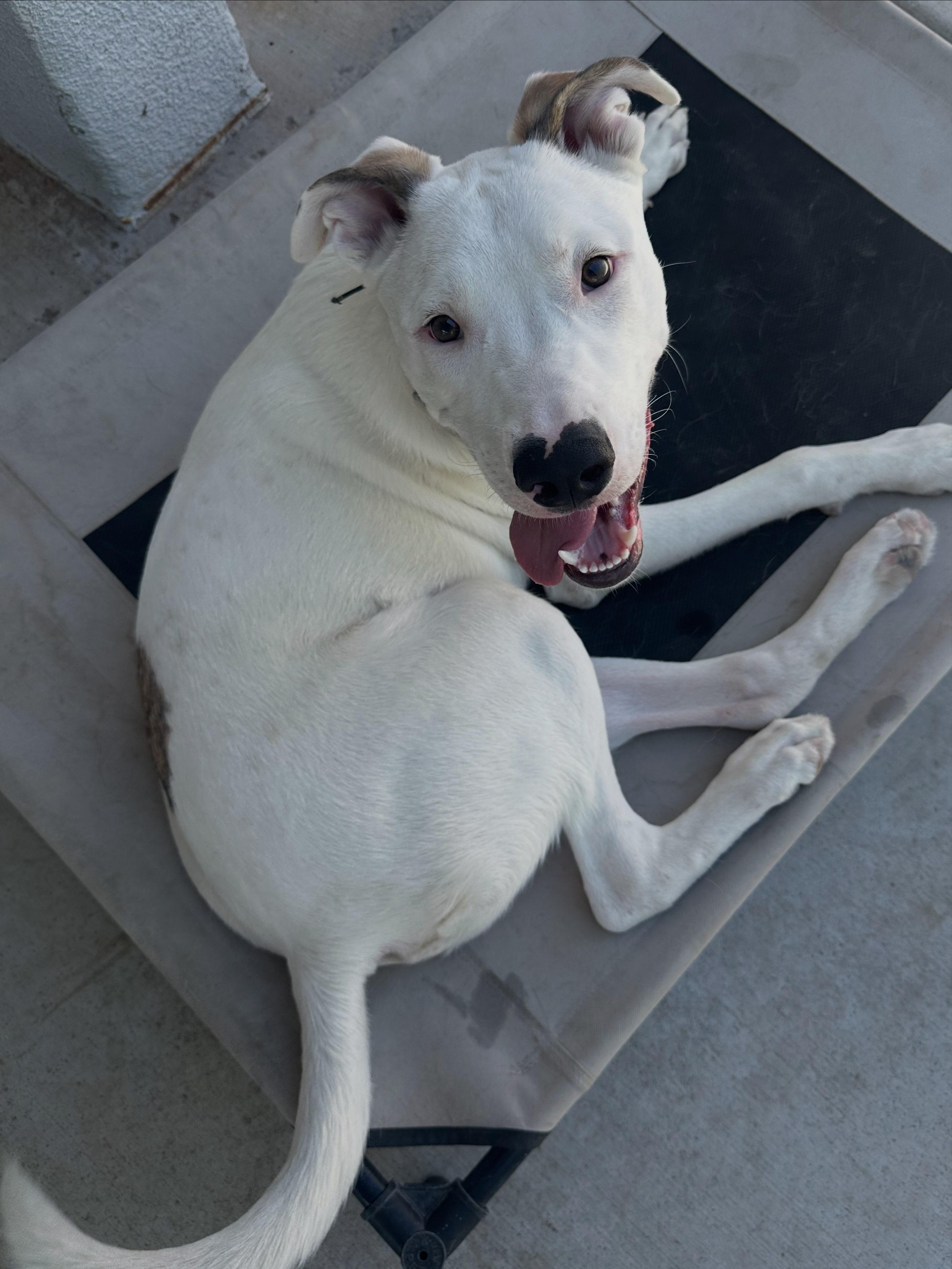Enlarge Koopa, a Adoptable Mixed Breed in Henderson, NV image 3/3