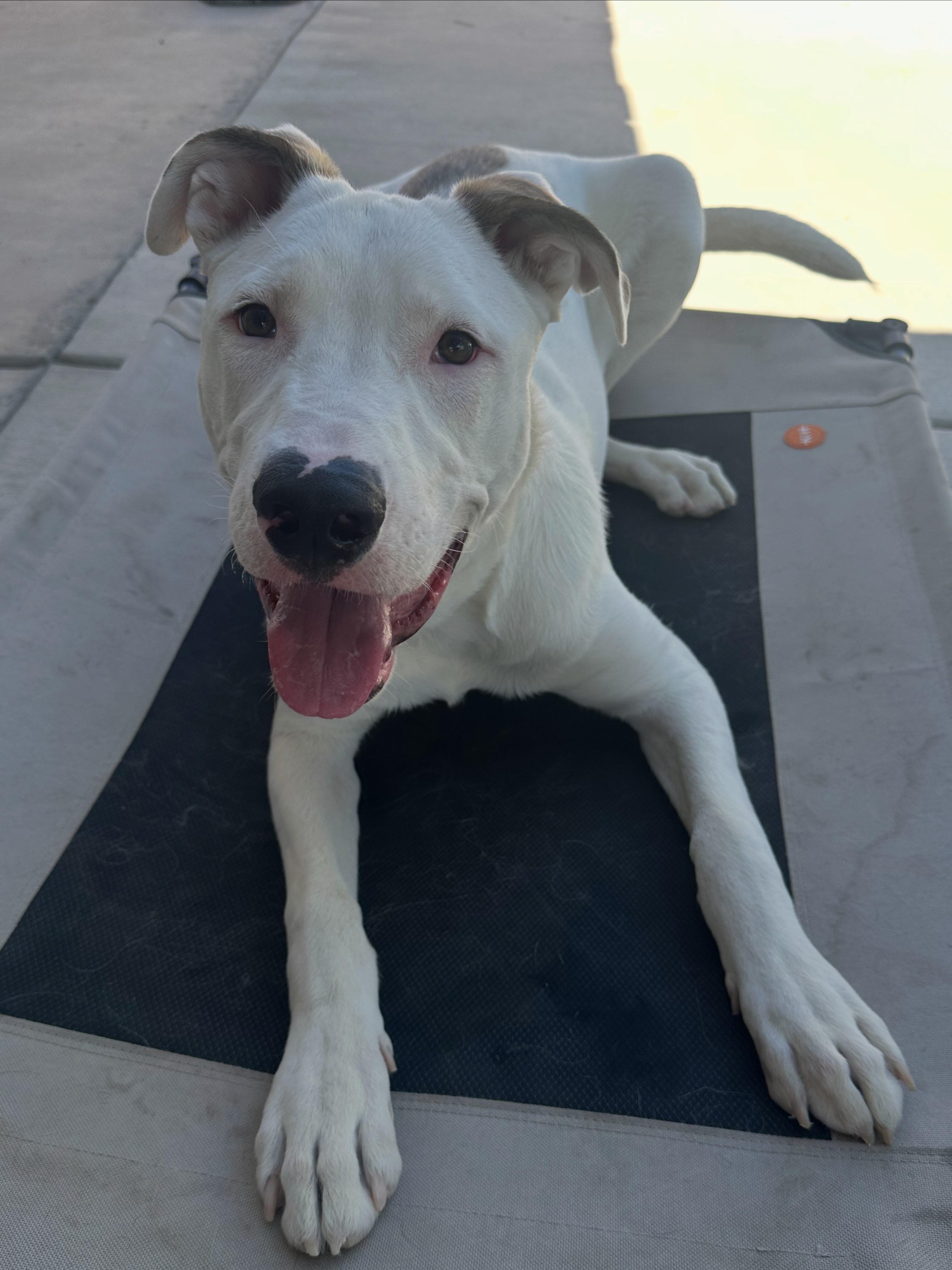 Enlarge Koopa, a Adoptable Mixed Breed in Henderson, NV image 1/3