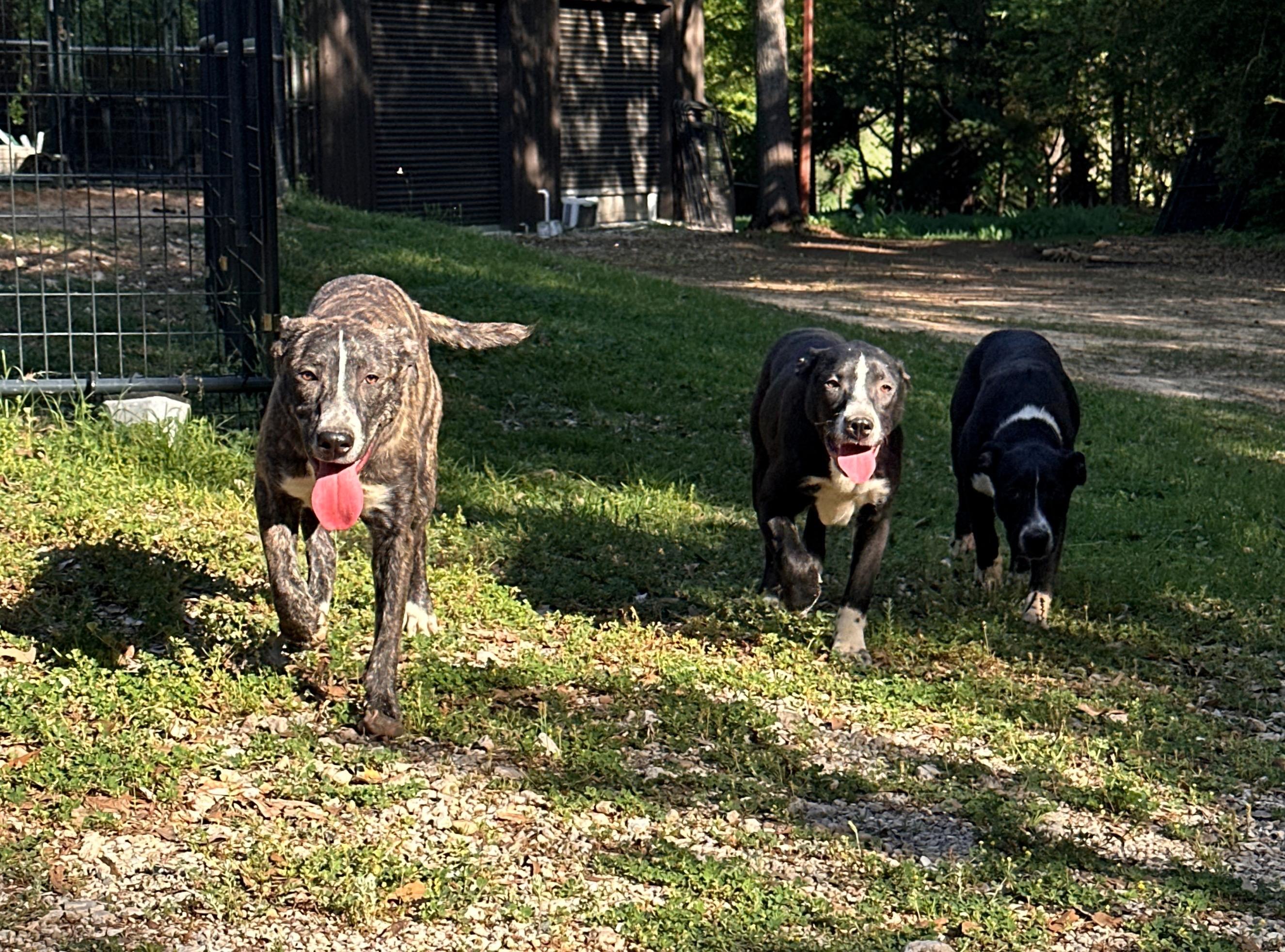 Enlarge Agatha, a Adopted Mixed Breed in Athens, TX image 5/6
