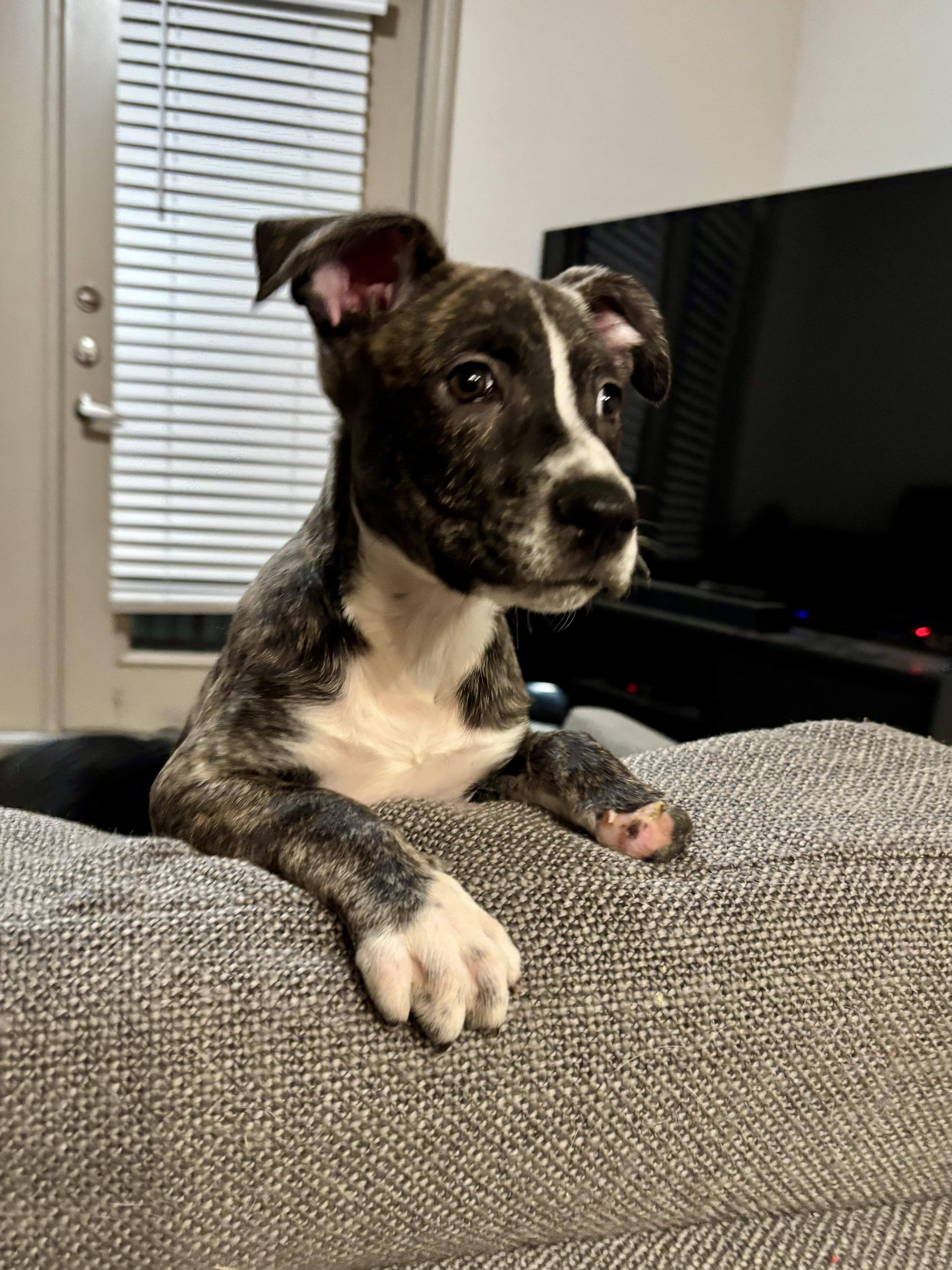 Enlarge Agatha, a Adopted Mixed Breed in Athens, TX image 4/6