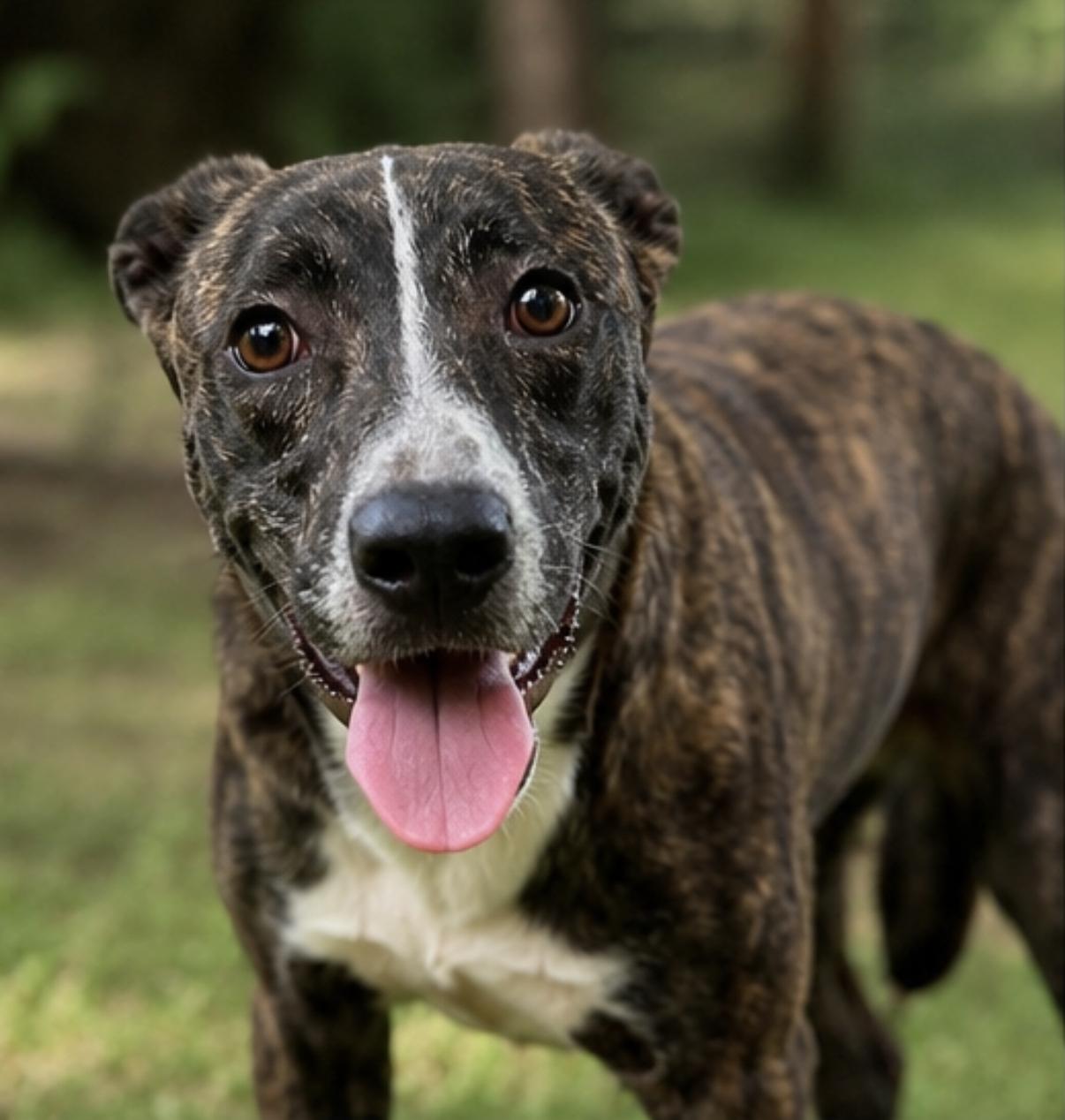 Enlarge Agatha, a Adopted Mixed Breed in Athens, TX image 2/6