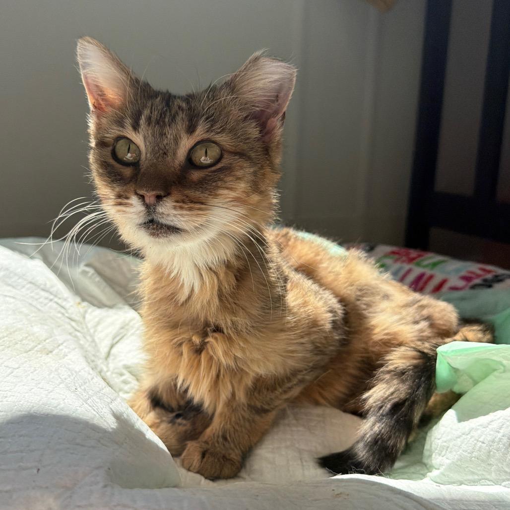 Enlarge Girly Pop (In Foster Care), a Adoptable Domestic Short Hair in East Smithfield , PA image 1/4