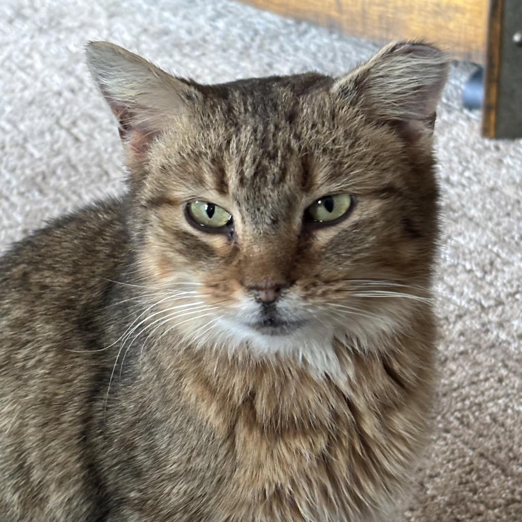 Girly Pop, Adoptable, Young Female Domestic Short Hair.