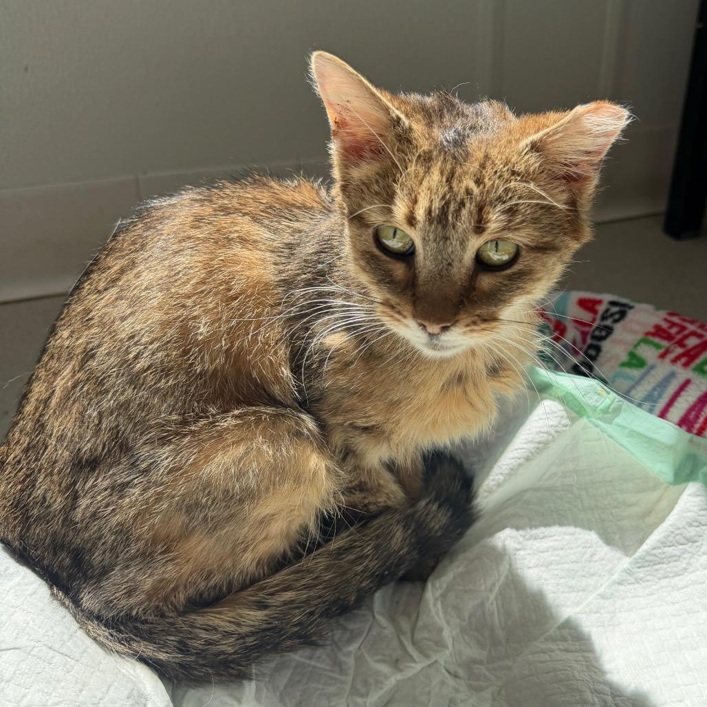 Enlarge Girly Pop (In Foster Care), a Adoptable Domestic Short Hair in East Smithfield , PA image 3/4