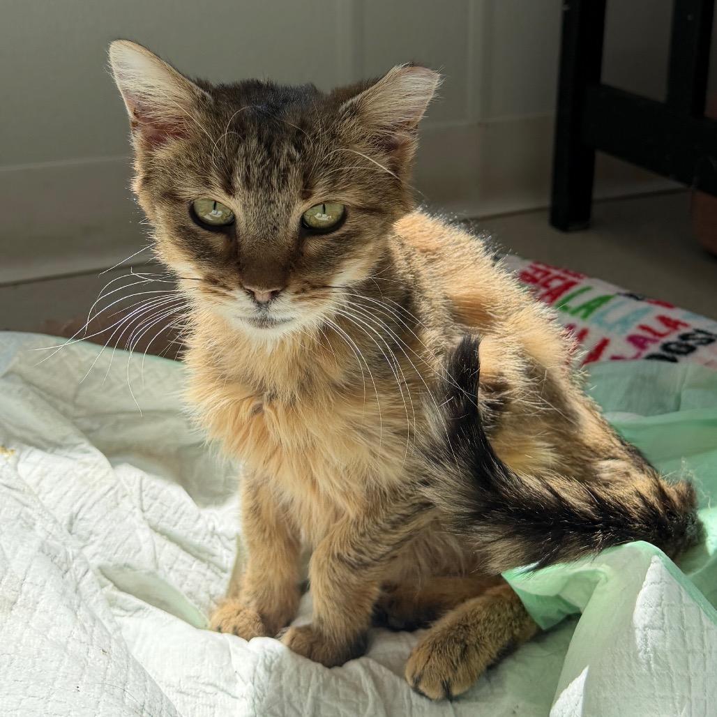 Enlarge Girly Pop (In Foster Care), a Adoptable Domestic Short Hair in East Smithfield , PA image 4/4