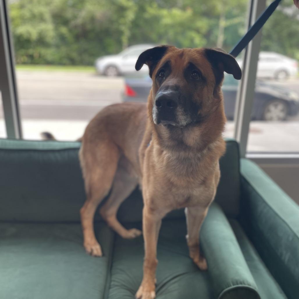 Enlarge Totoro, a Adoptable mixed breed in Oak Park, IL image 1/6