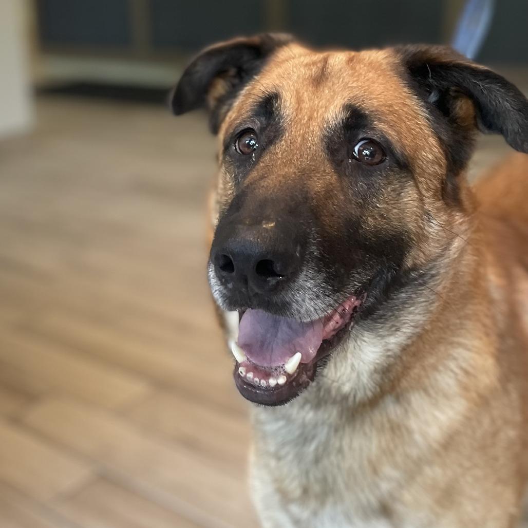 Enlarge Totoro, a Adoptable mixed breed in Oak Park, IL image 2/6